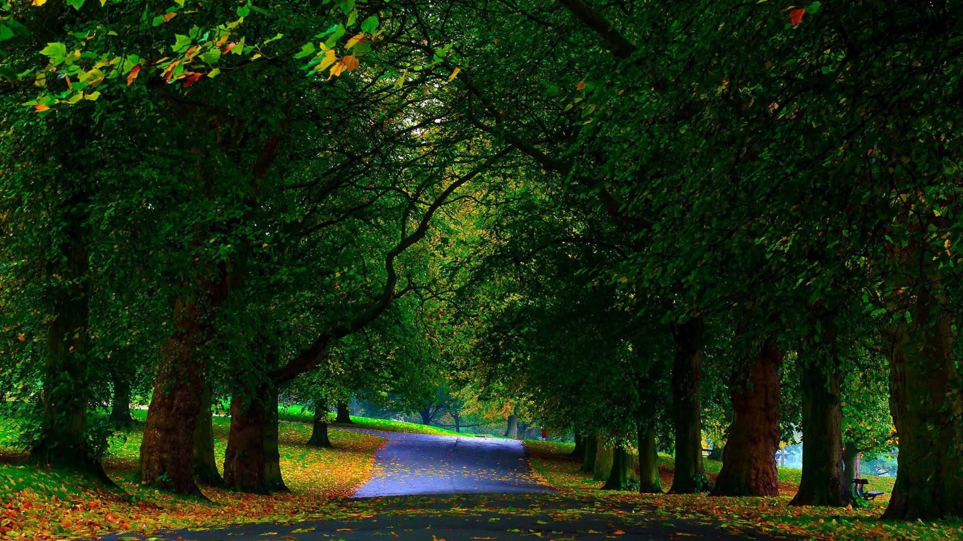 woodland, field, forest, wood, grass, green, black, trees, nature, no People, multi Colored, tree, season, road, alley, street, the way forward, scenics - nature, HD Wallpaper