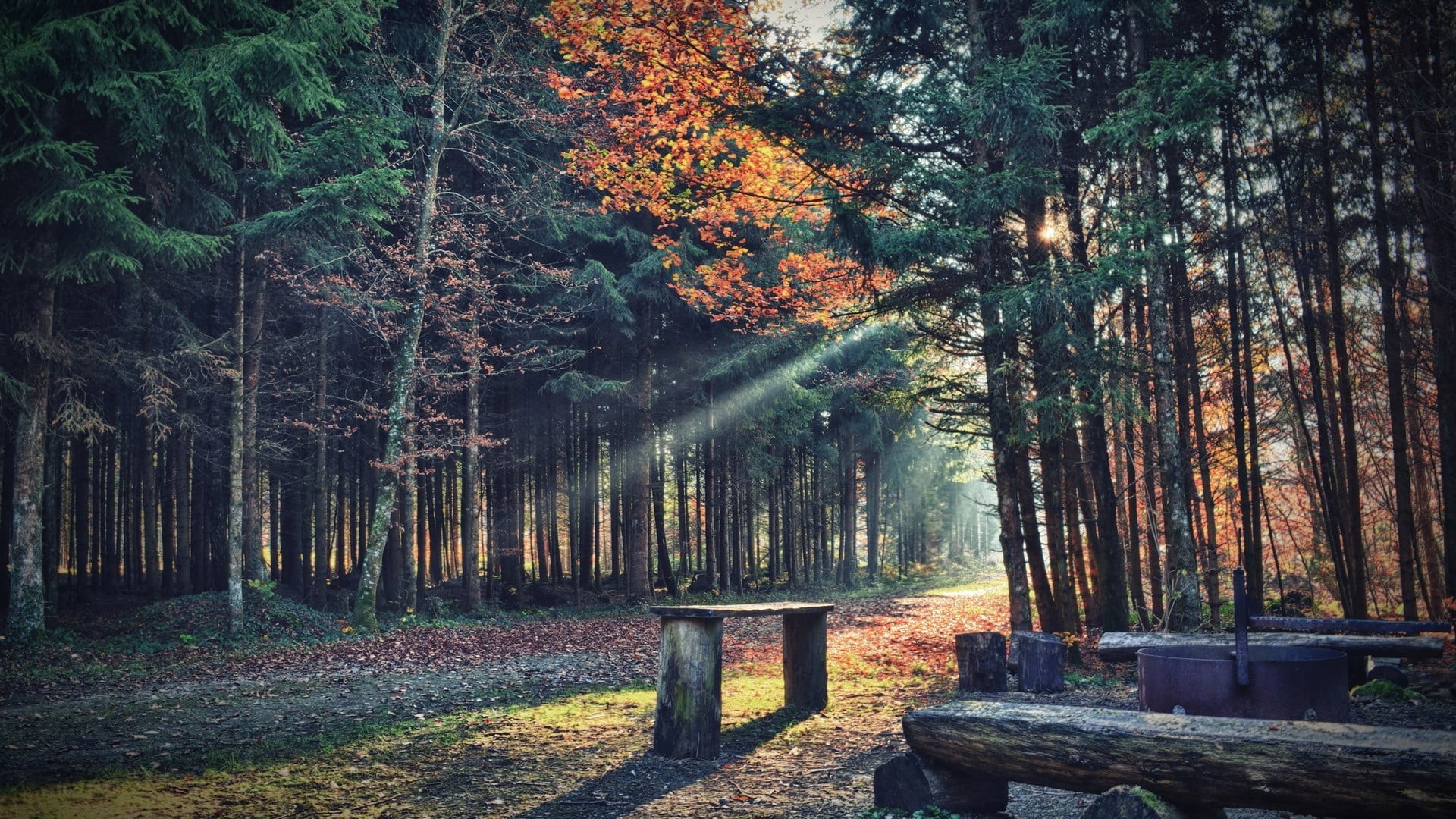 rural Scene, no People, wood - Material, green Color, wood, sunlight, path, trunk, shadow, yellow, day, summer, tree, bark, brown, sun, tranquility, tree trunk, HD Wallpaper