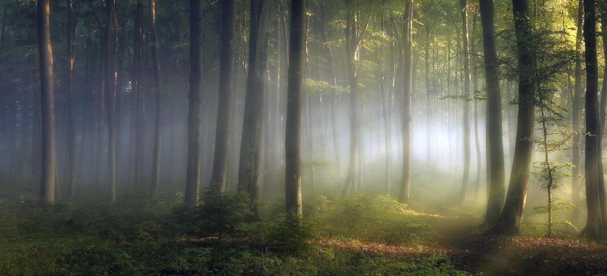 plant, light - Natural Phenomenon, dawn, fantasy, mist, trees, shrubs, woodland, day, wilderness Area, sunrise - Dawn, coniferous tree, green Color, scenics, HD Wallpaper