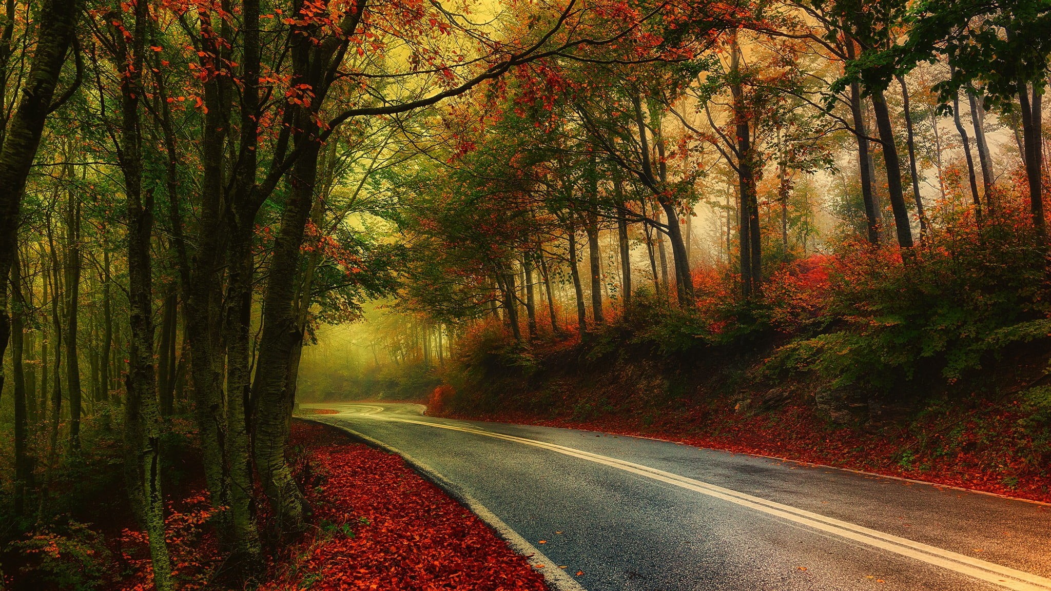 no people, nature, direction, morning, Greece, landscape, growth, forest, the way forward, road marking, outdoors, gray, marking, plant, trees, HD Wallpaper