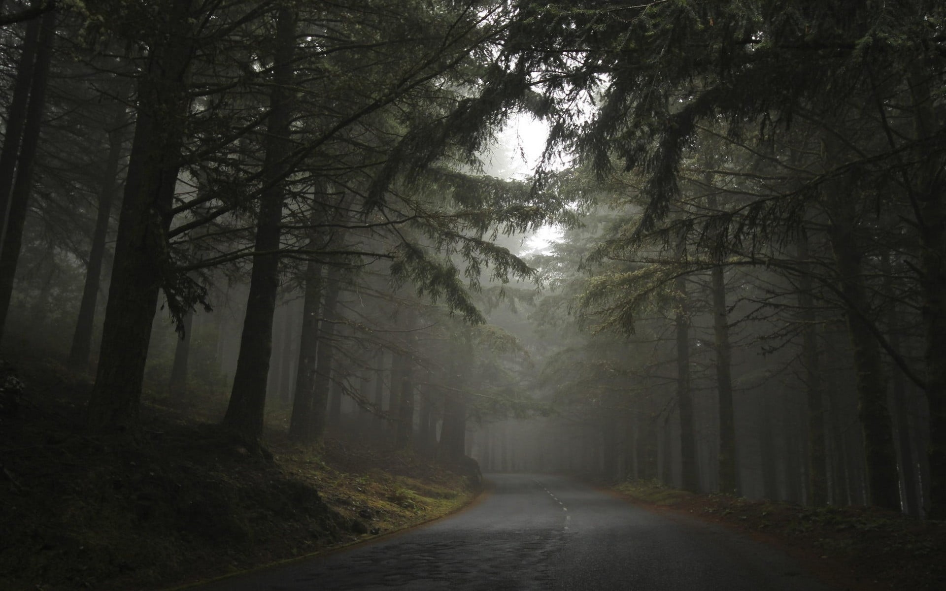 treelined, mist, land, no people, 1080P, cloudy, beauty in nature, hills, nature, road, plant, direction, fog, trees, tree, landscape, day, morning, woodland, HD Wallpaper