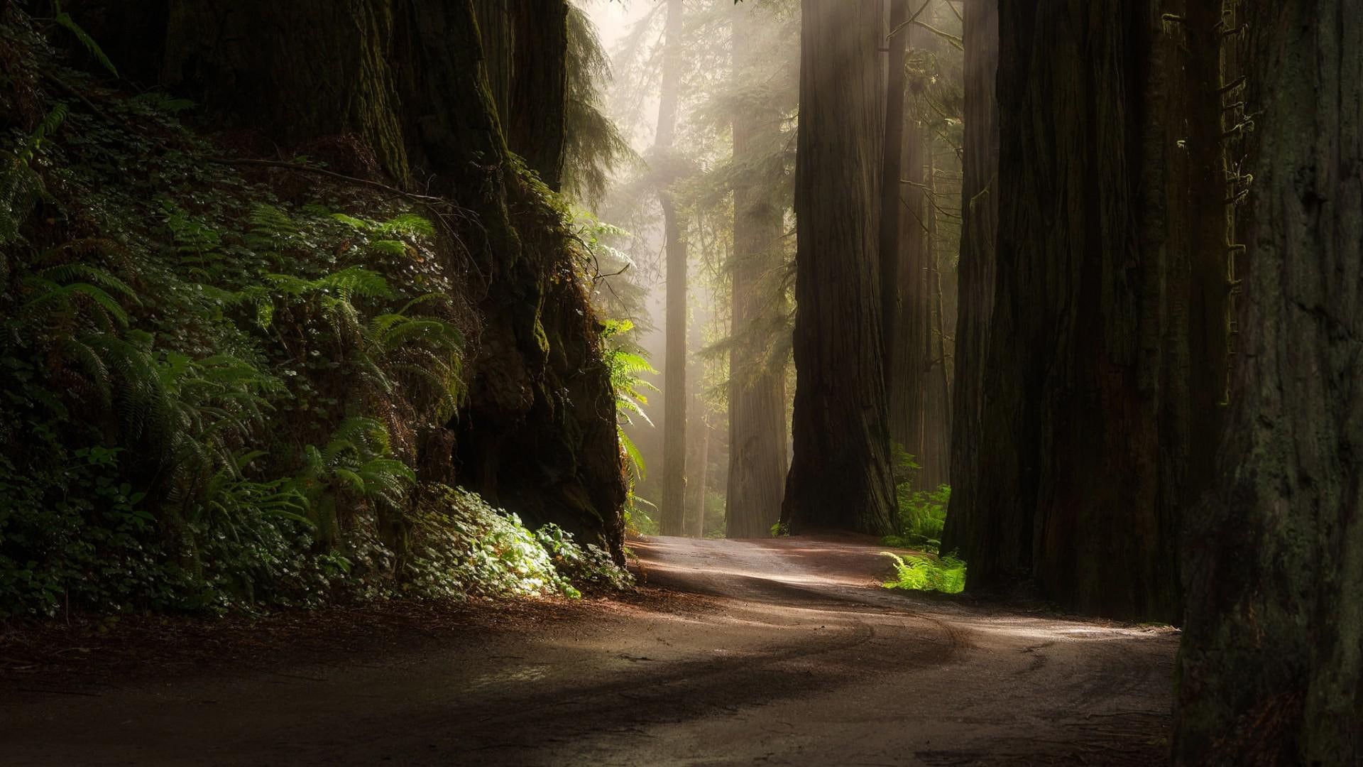 green, nature, green plants, scenery, plants, sun, forest, road, 1080P, morning, trees, HD Wallpaper