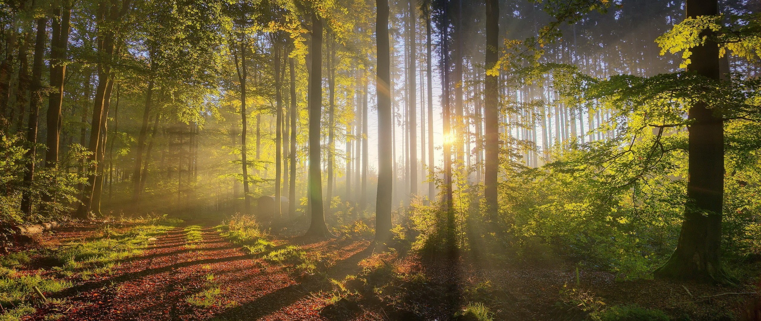 beauty in nature, coniferous tree, sunlight, plant, change, tranquil scene, sunbeam, growth, forest, tree, woodland, ultra-wide, scenics - nature, land, HD Wallpaper