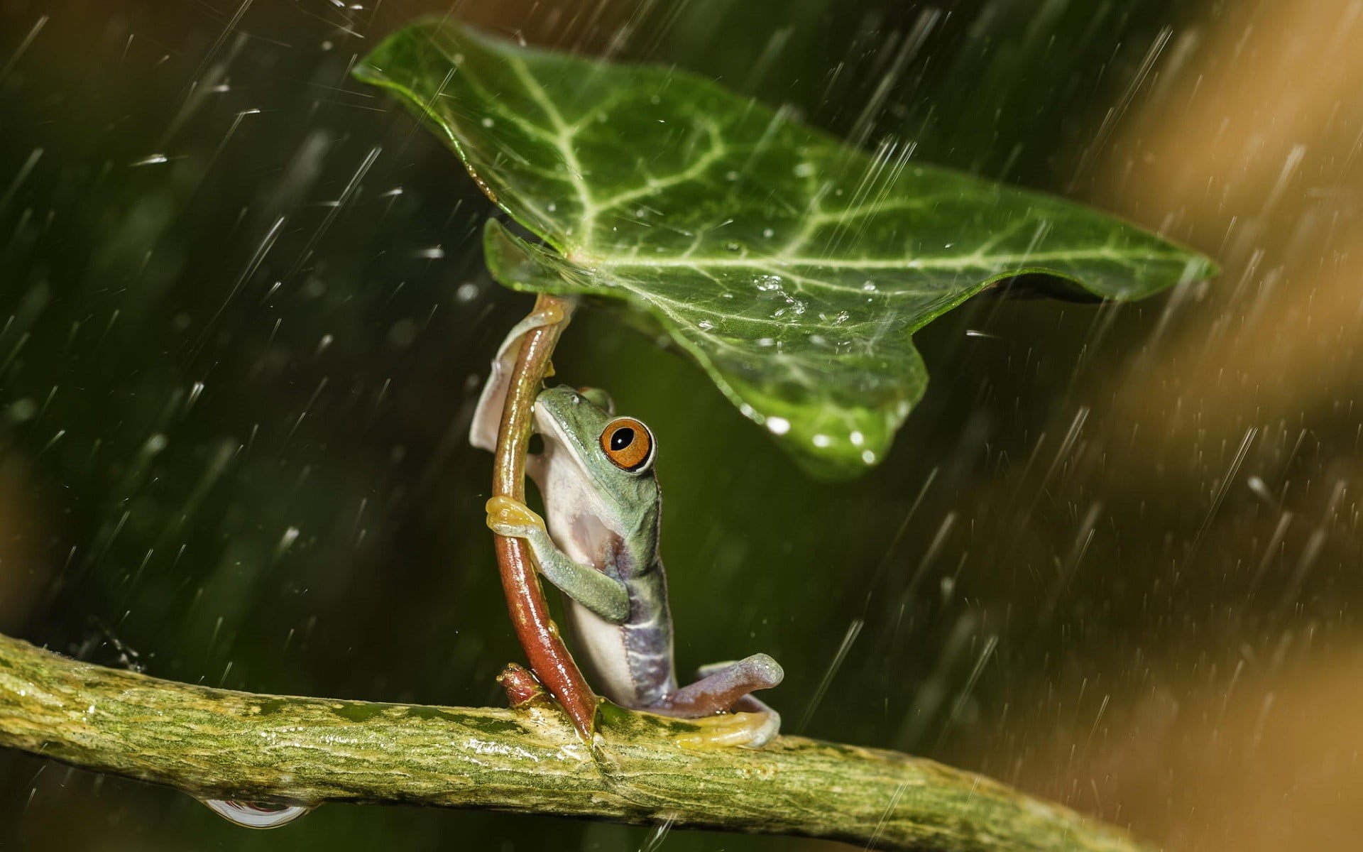 plant part, raintime, animals, rain, arachnid, leaves, water, tropical Rainforest, forest, tropical Climate, spider, macro, environment, focus on foreground, HD Wallpaper