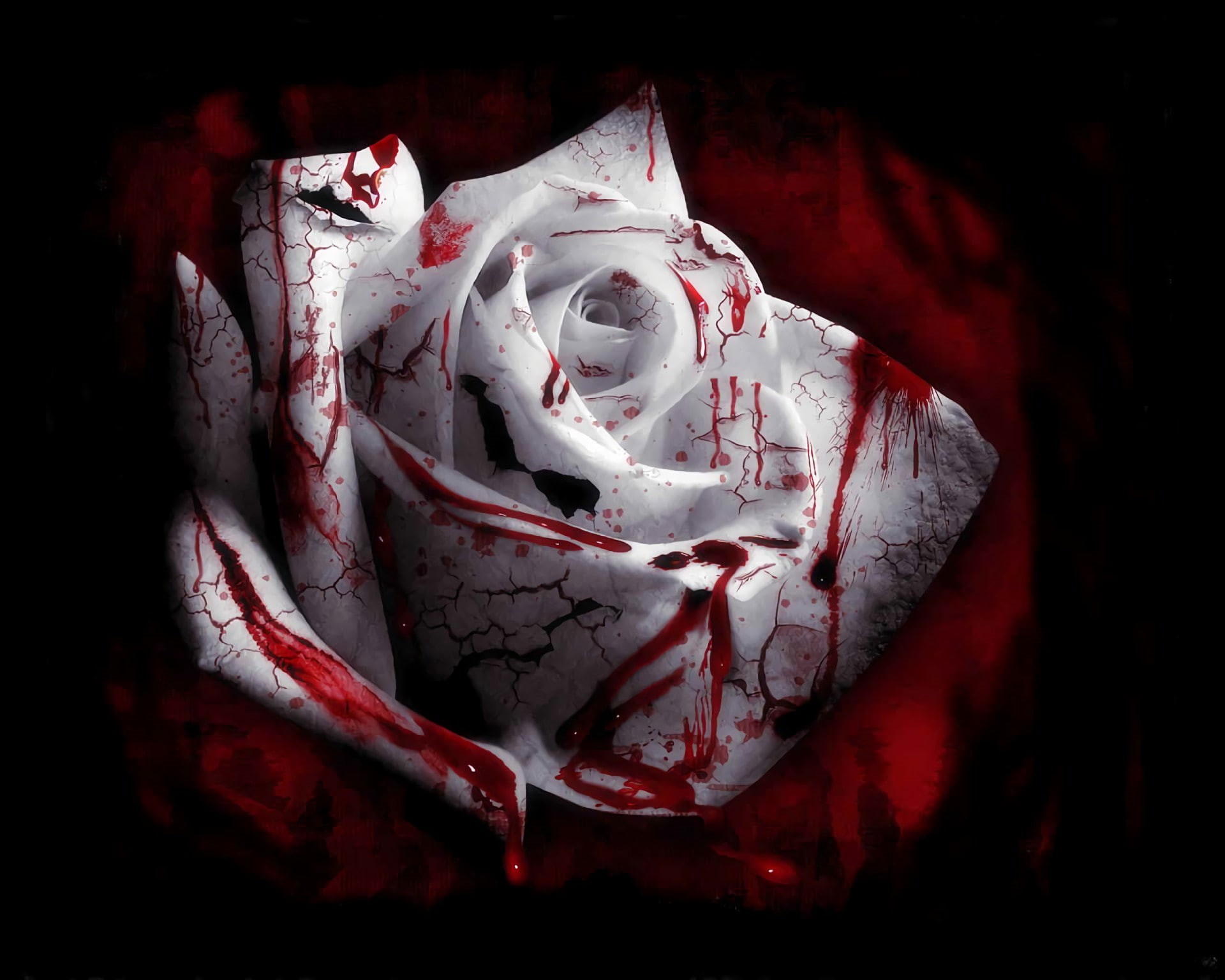 rose, blood, 1080P, White Flowers, plants, Blood Spatter, HD Wallpaper