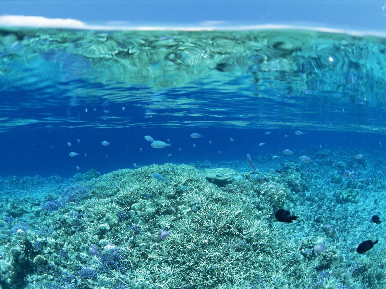 turquoise colored, beauty in nature, coral, group of animals, animal themes, untitled, outdoors, animal, marine, swimming, sea life, day, split view, sea, HD Wallpaper