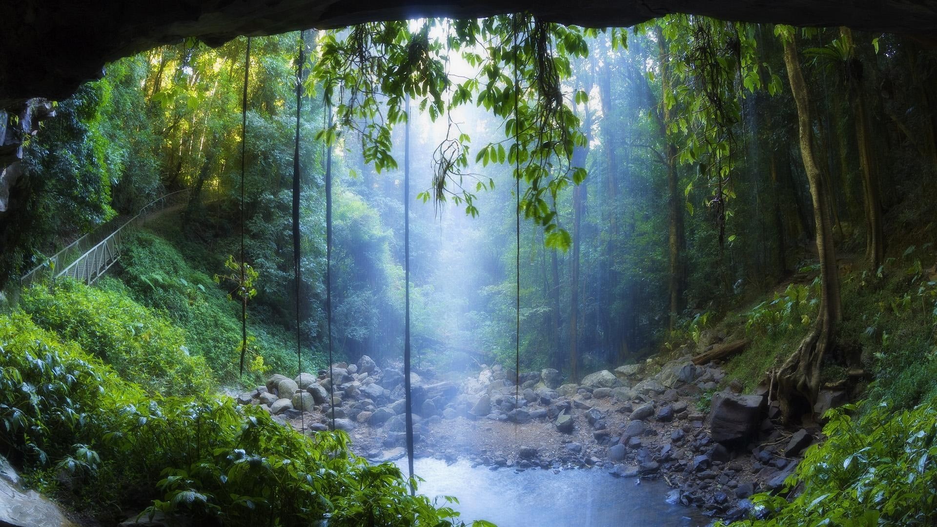 jungle, forest, spot, vines, 1080P, bridge, amazing, pool, rain, nature and landscapes, HD Wallpaper