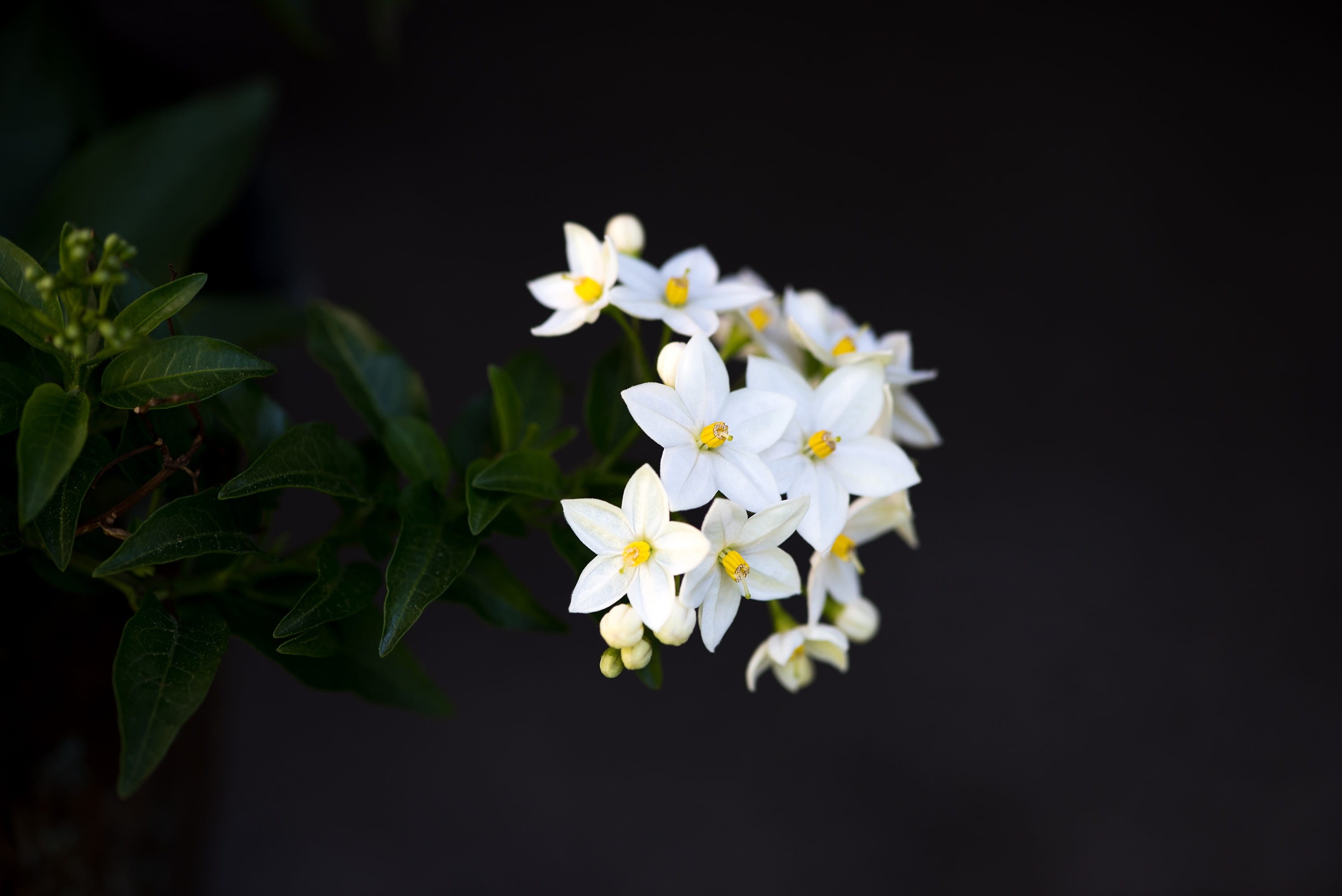 green Color, petal, day, beauty In Nature, close, summer, nature, plant, no people, 2K, flowering plant, small flowers, petaled, macro, flower Head, freshness, HD Wallpaper