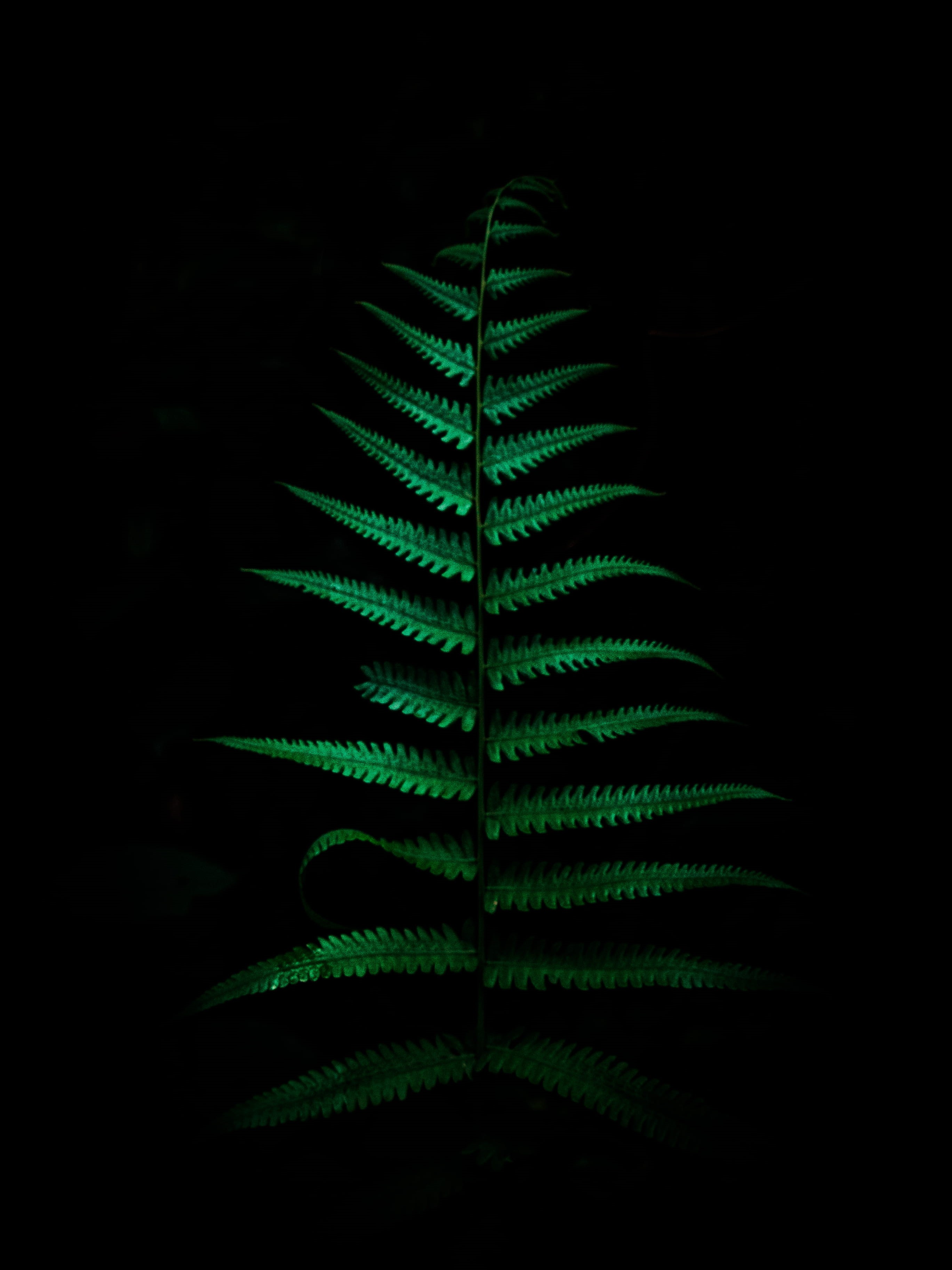 leaf vein, nature, growth, fern, beauty in nature, black, leaf, no people, night, india, leaves, indoors, pattern, plant, green color, green, studio shot, Phone HD Wallpaper
