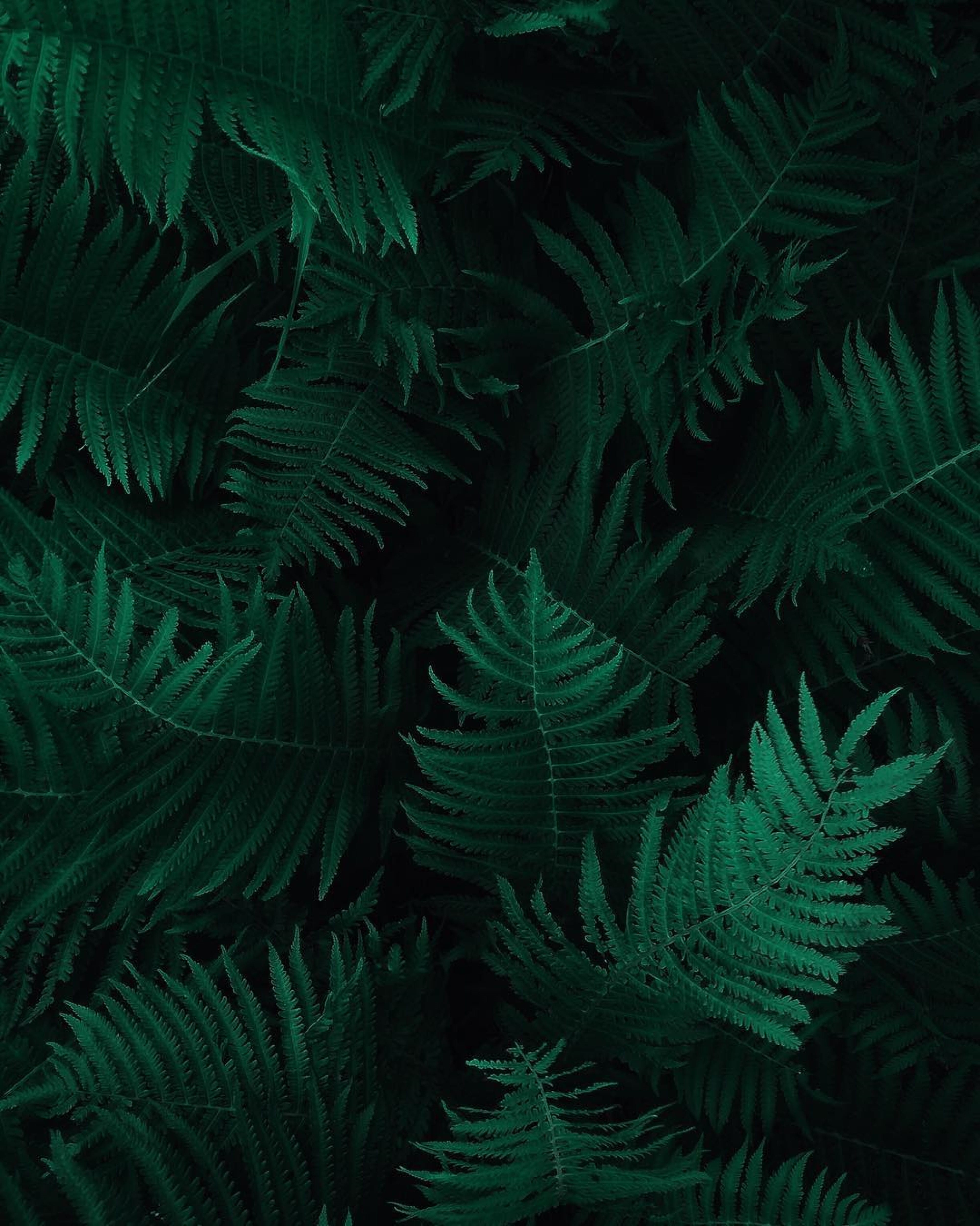 growth, beauty in nature, tree, dark green plants, photo, plant part, palm leaf, fern, natural pattern, close-up, nature, green color, leaves, backgrounds, Phone HD Wallpaper