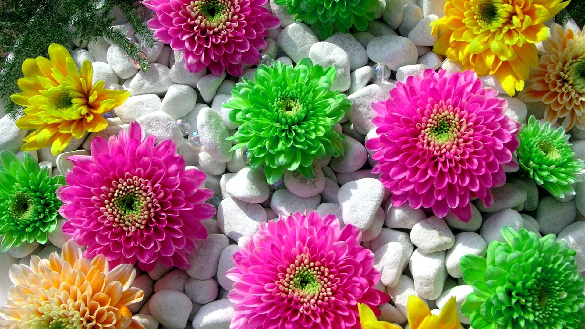 flower, flower arrangement, flowers, nature, multi colored, plant, petal, beauty in nature, pink, close-up, full frame, growth, freshness, vulnerability, HD Wallpaper