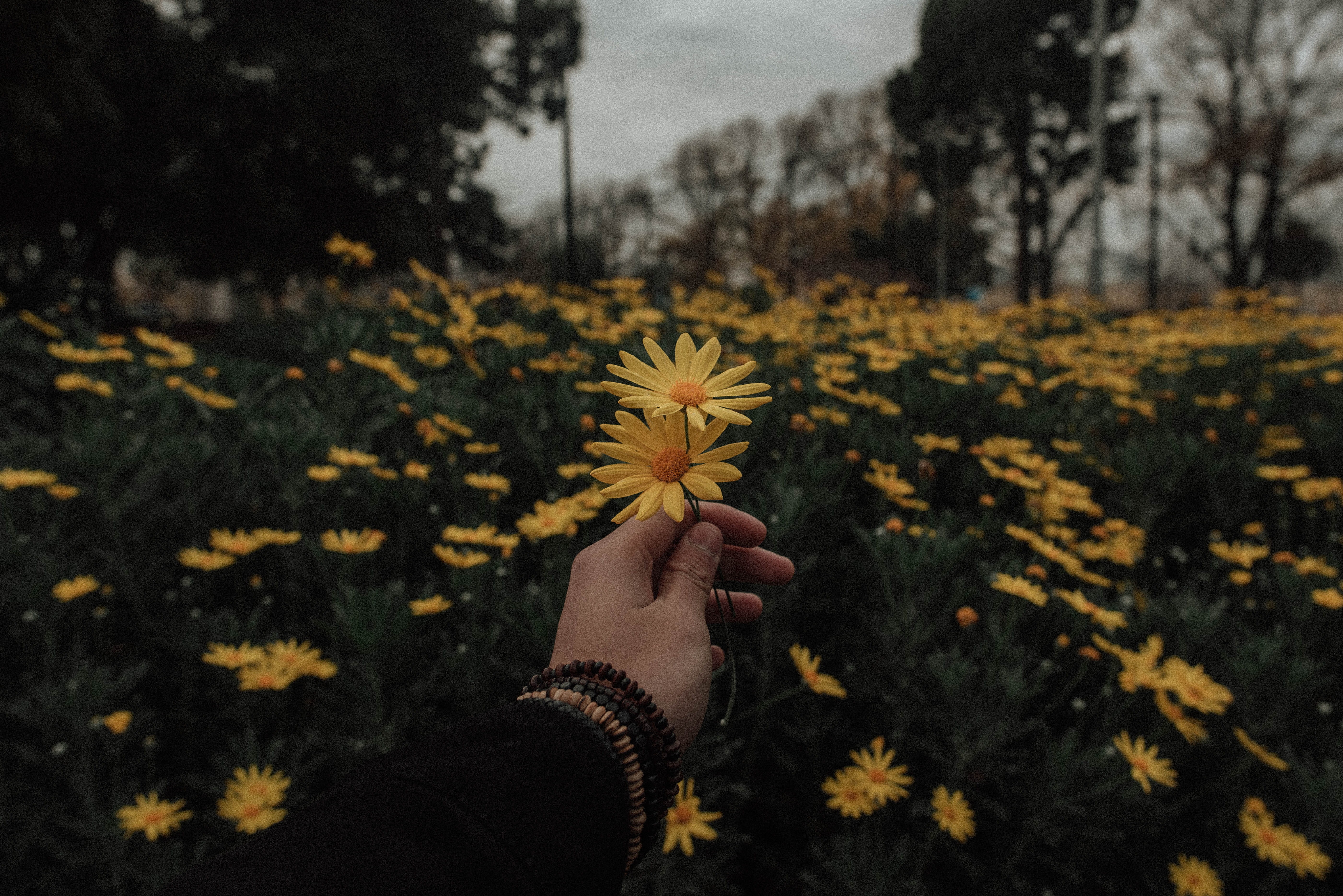 tumblr, love, yellow flower, fragility, plant, grunge, blossom, nature, yellow, holding out flower, human body part, one person, beauty in nature, freshness, HD Wallpaper