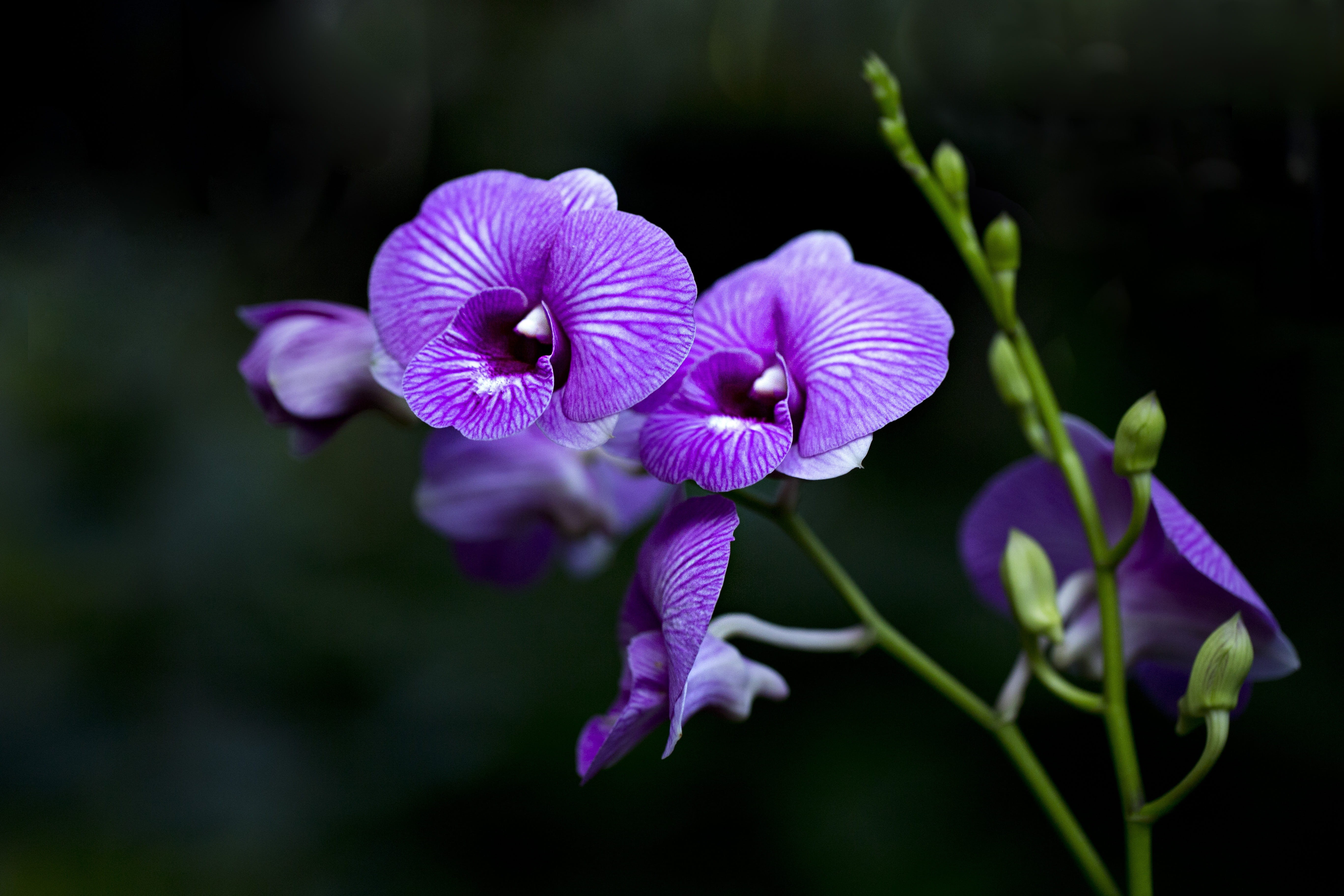Nature, no people, blossom, fo, close, Flora, beauty In Nature, flower Head, springtime, vulnerability, outdoors, photo, single Flower, purple, summer, HD Wallpaper