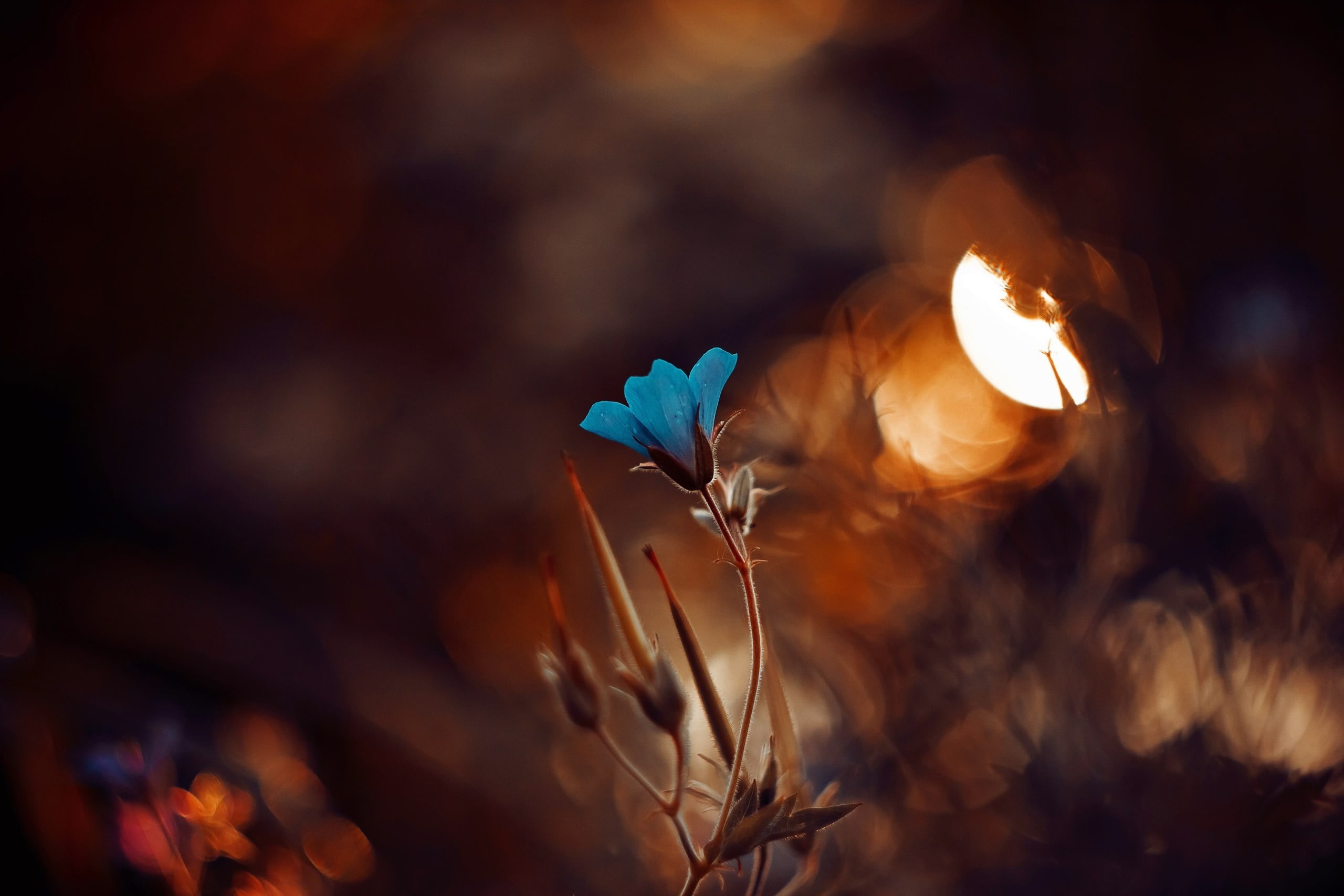 flowe, color Image, blossom, vulnerability, nature, green Color, freshness, sunlight, 2K, macro, illuminated, no People, blue, colorful, flower, vibrant Color, HD Wallpaper