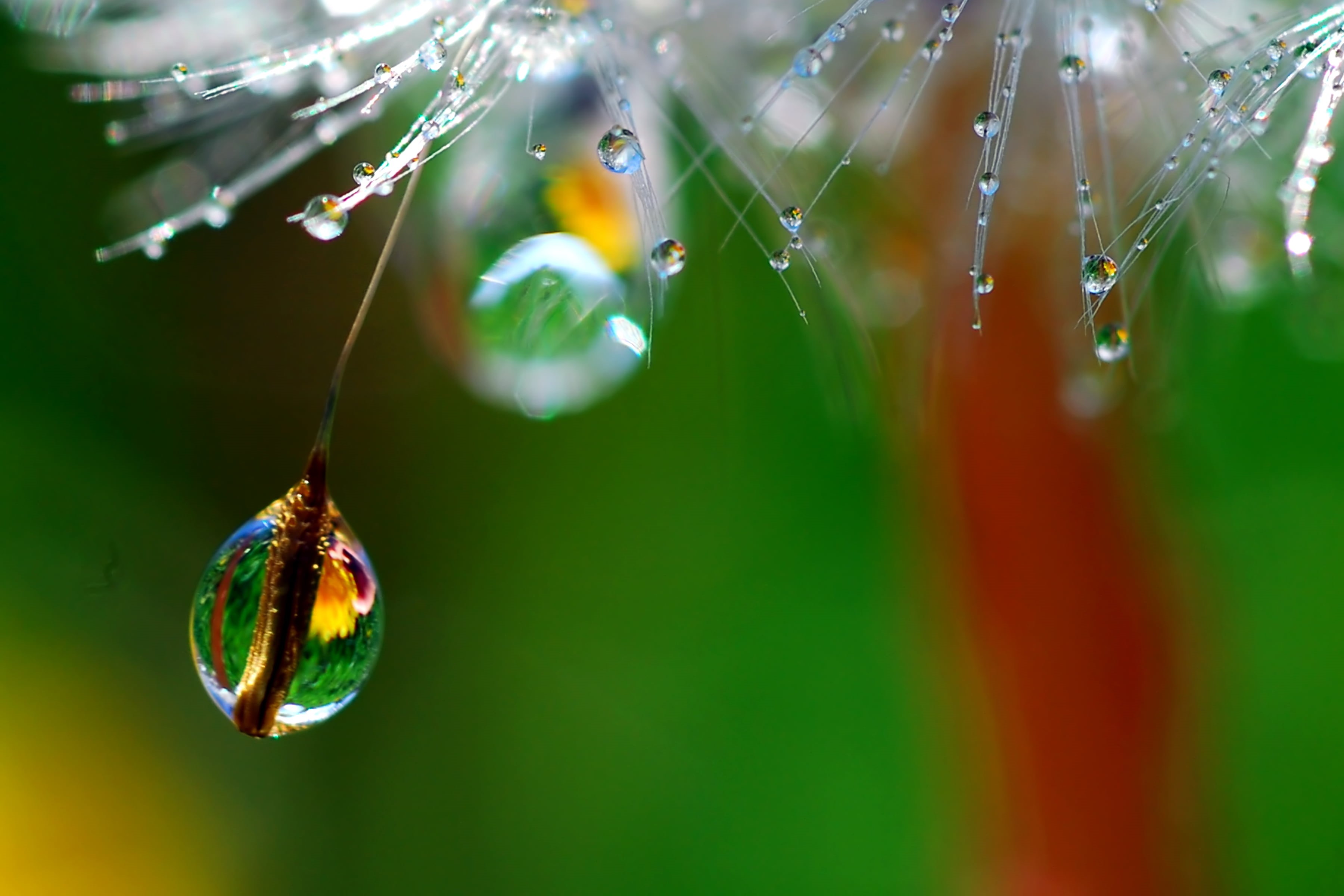 green Color, spider Web, photography, dew, BRAVO, macro, nature, waterdrop, freshness, water drop, 2K, drop, grass, spider, close-up, rain, plant, let, HD Wallpaper