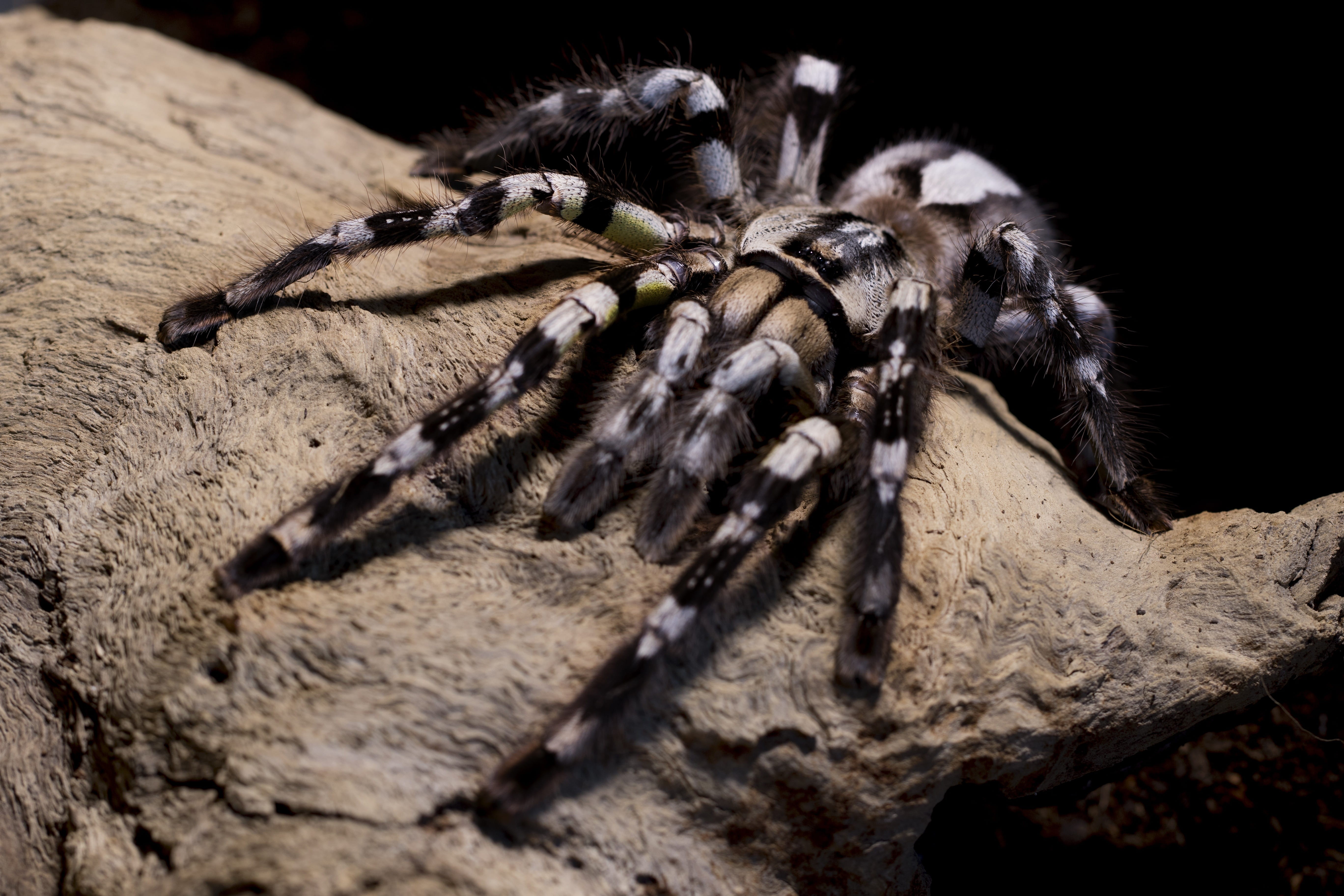 arachnophobia, outdoors, hairy, close-up, animal, no people, animals in the wild, animal wildlife, fear, creepy, phobia, exotic, day, arthropod, poecilotheria, HD Wallpaper
