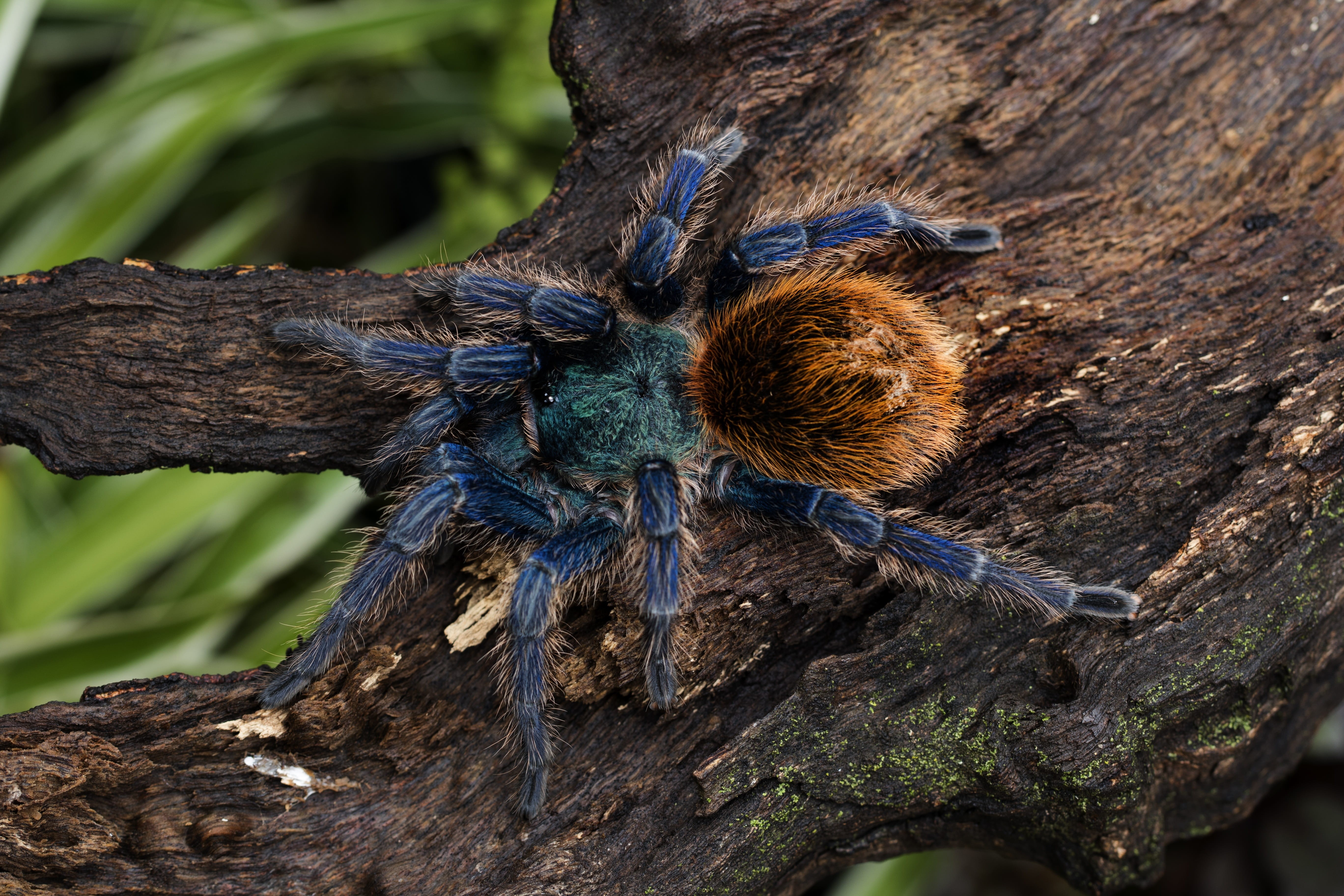 close-up, phobia, creepy, green bottle blue, chromatopelma cyaneopubescens, bird eater, animal wildlife, exotic, tree trunk, spider, bird, brown, tarantula, HD Wallpaper