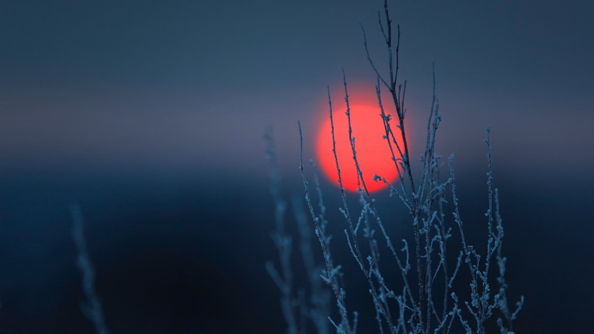 focus, grey, shallow, dusk, motion, sea, spider web, red, Sun, close, morning, backgrounds, frost, landscape, tranquil scene, branch, plants, autumn, sunset, HD Wallpaper