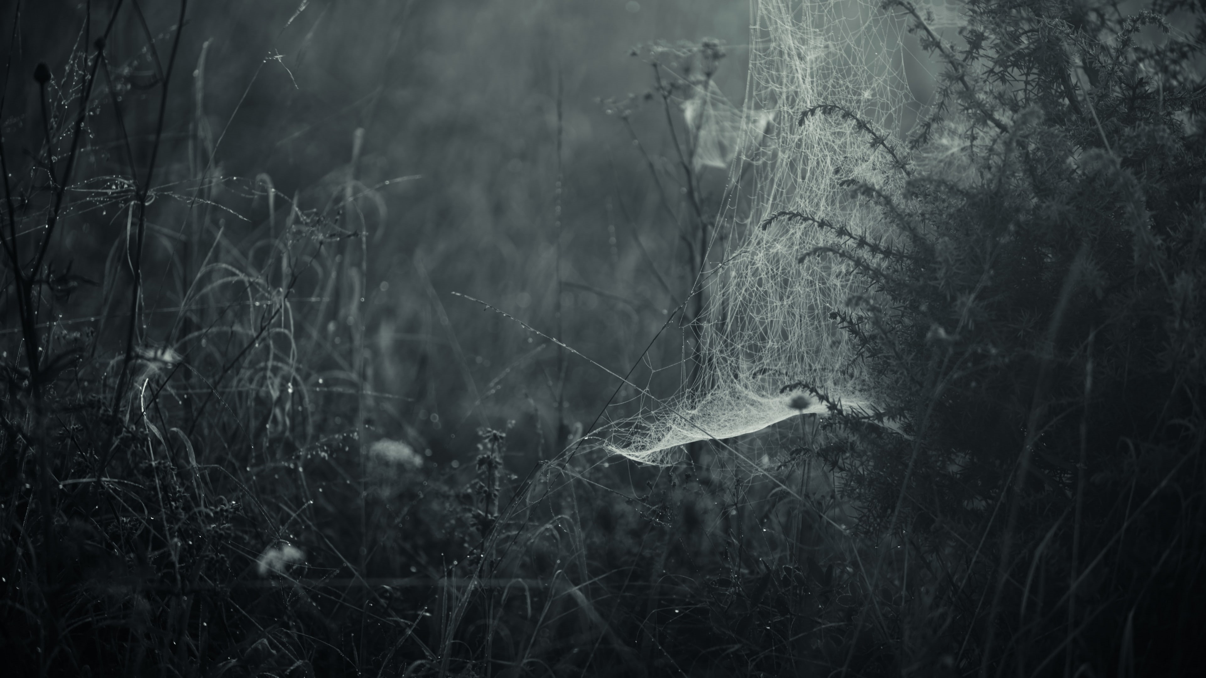 tranquility, forest, field, growth, non-urban scene, trunk, plants, tree, 4K, selective focus, environment, no people, mist, focus on foreground, grass, HD Wallpaper