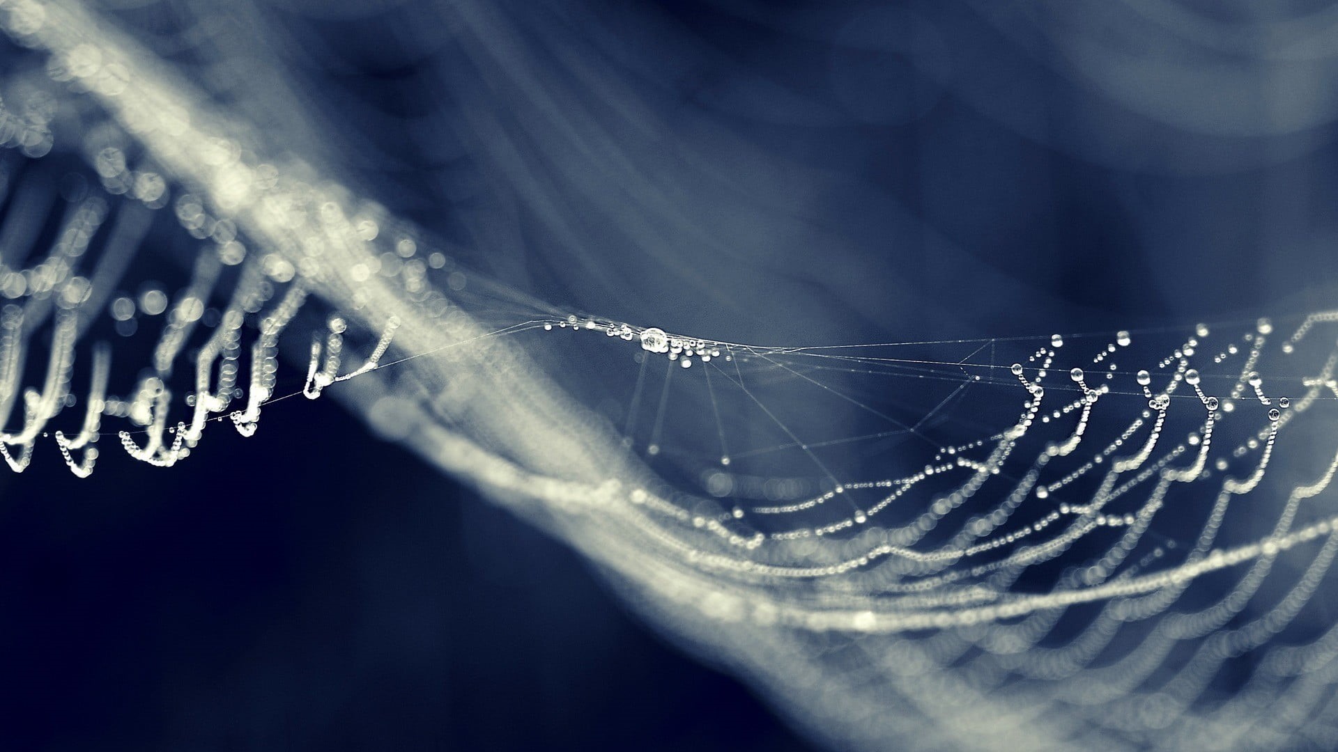 1080P, spider web, abstract, wet, selective focus, web, black background, bokeh, complexity, close-up, spiderwebs, magnification, water, beauty in nature, HD Wallpaper