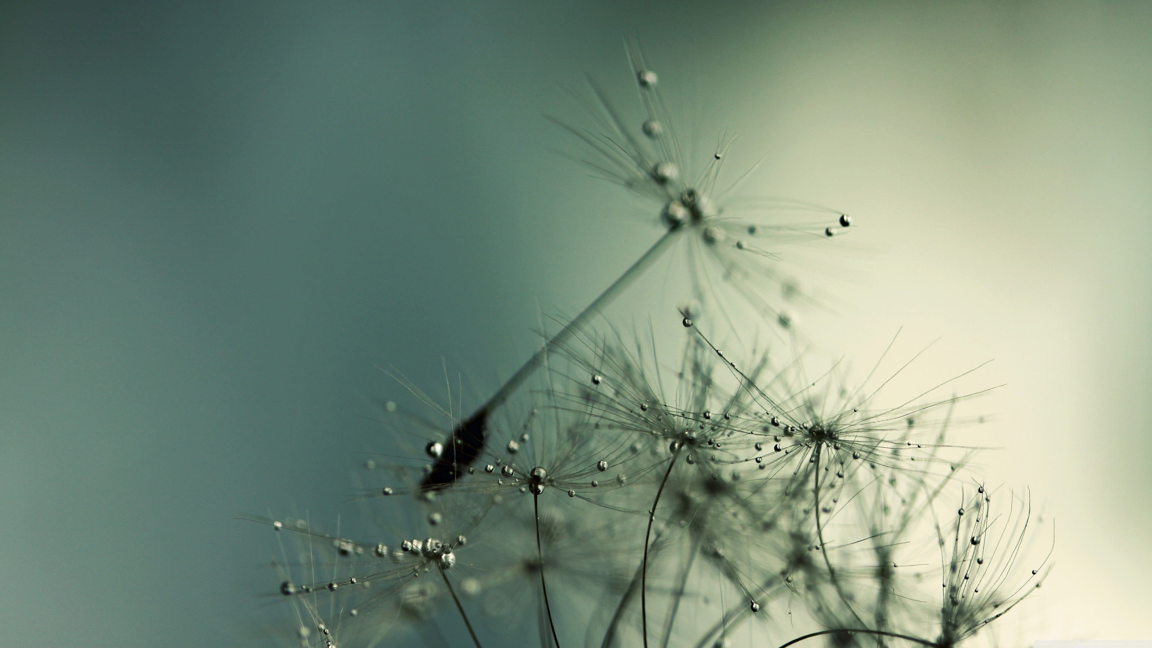 grass, white, focus on foreground, tranquility, outdoors, dandelion, dew, 4K, drop, abstract, macro, backgrounds, selective focus, close-up, animal themes, HD Wallpaper