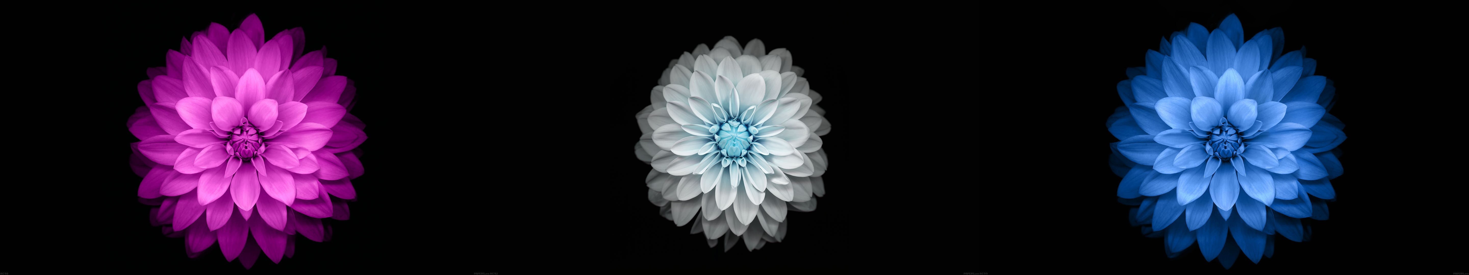 assorted, pattern, flower, illustration, freshness, white, plant, studio shot, indoors, single Flower, symbol, black Background, animal, simple background, HD Wallpaper