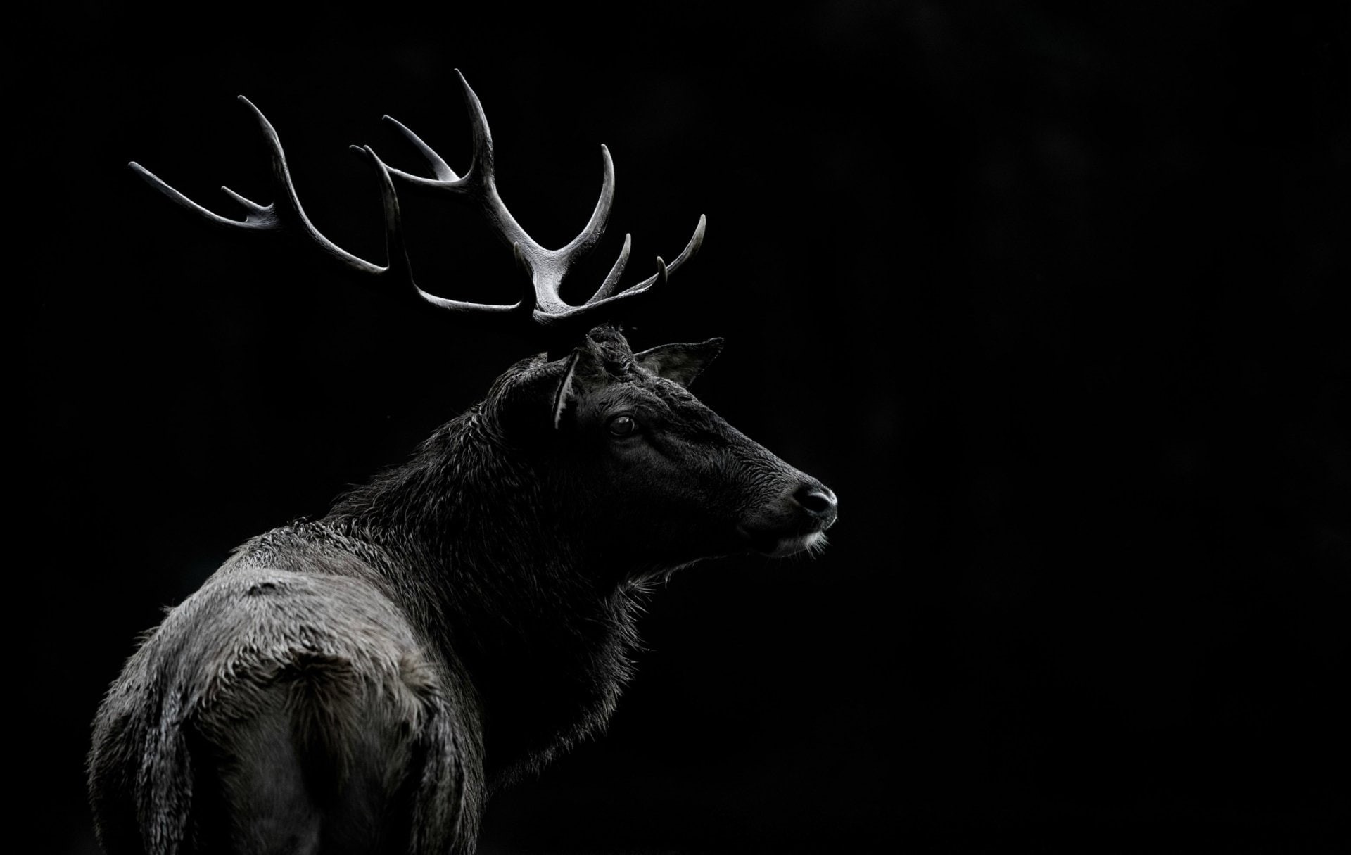 Animal, Deer, Black and White, 1080P, HD Wallpaper