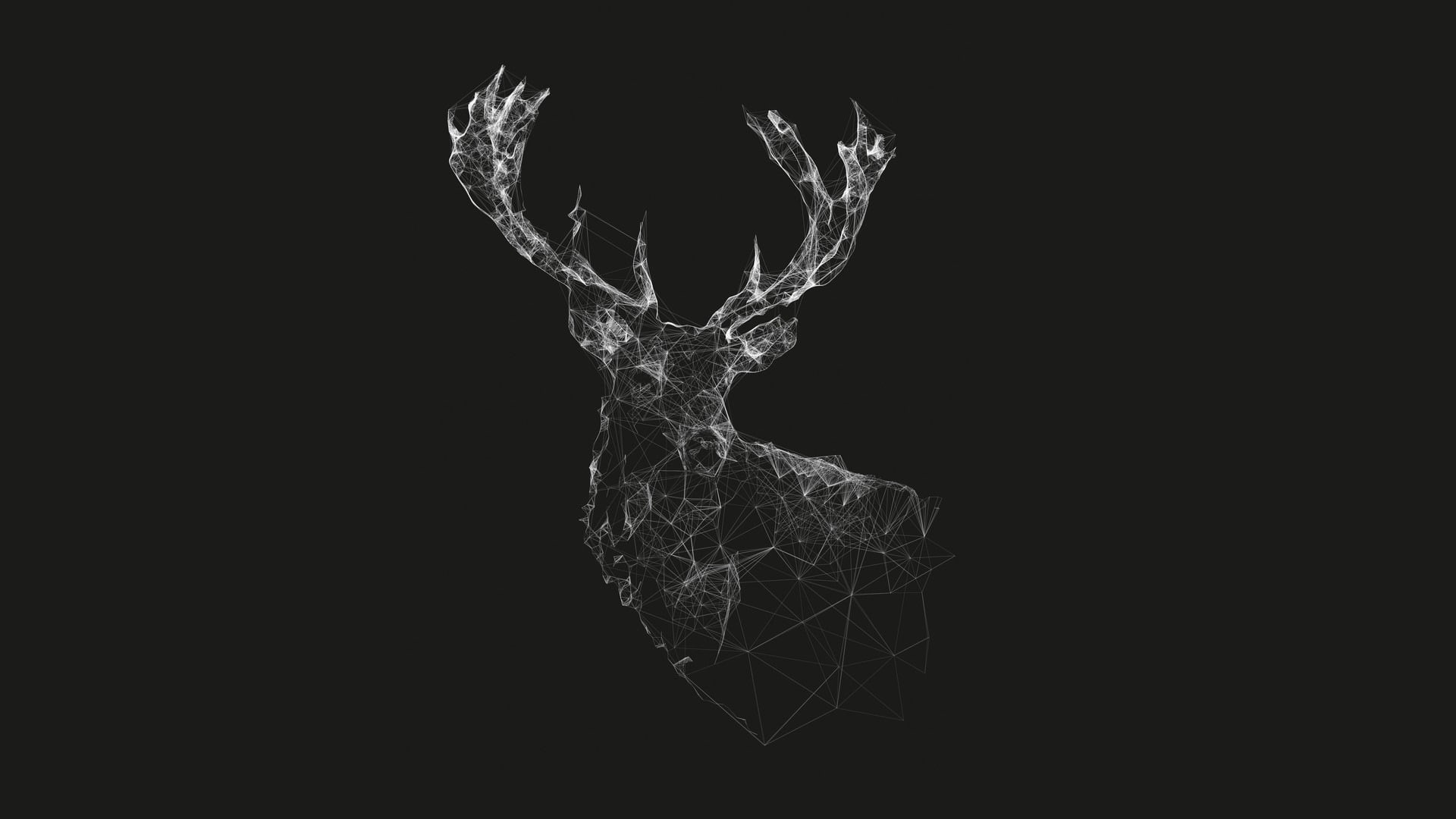 pattern, indoors, Abstract, single object, fragility, nature, black background, vulnerability, human body part, creativity, Animal, close-up, copy space, HD Wallpaper