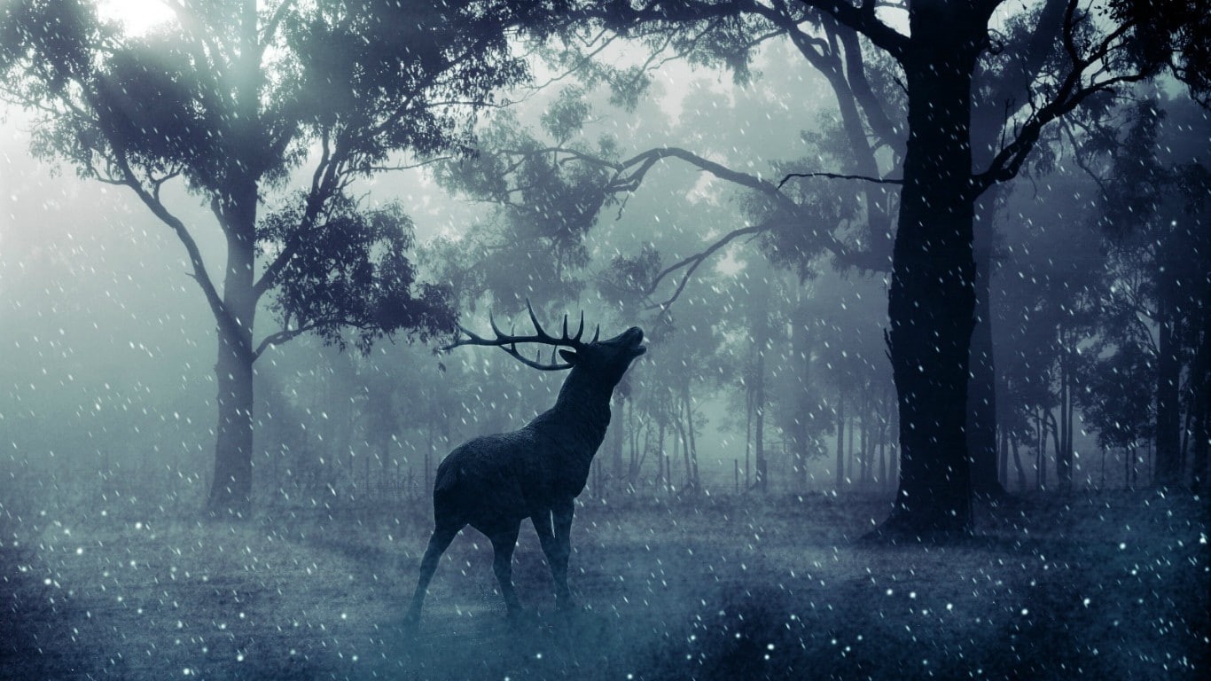 mammals, stags, deer, winter, forest, 720P, animals, HD Wallpaper