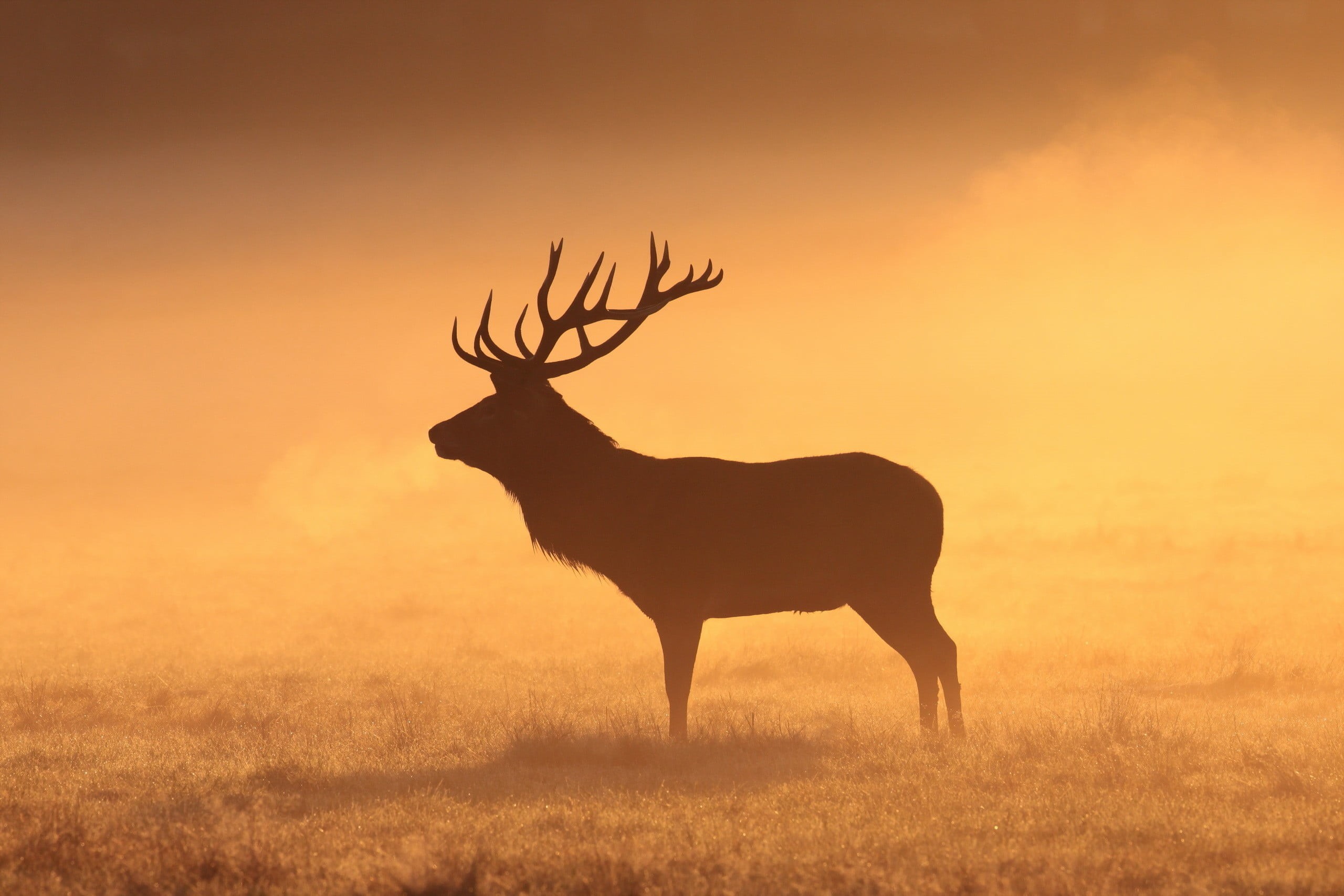 elk, animal wildlife, field, stags, morning, orange, deer, nature, land, animals in the wild, sunset, grass, mammal, herbivorous, animal, animal themes, HD Wallpaper