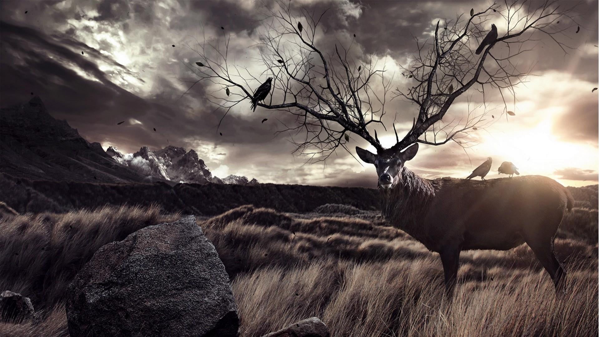 stag, wildlife, no people, livestock, domestic animals, environment, land, animals in the wild, cloud, deer, sky, animal, vertebrate, plant, animal wildlife, HD Wallpaper
