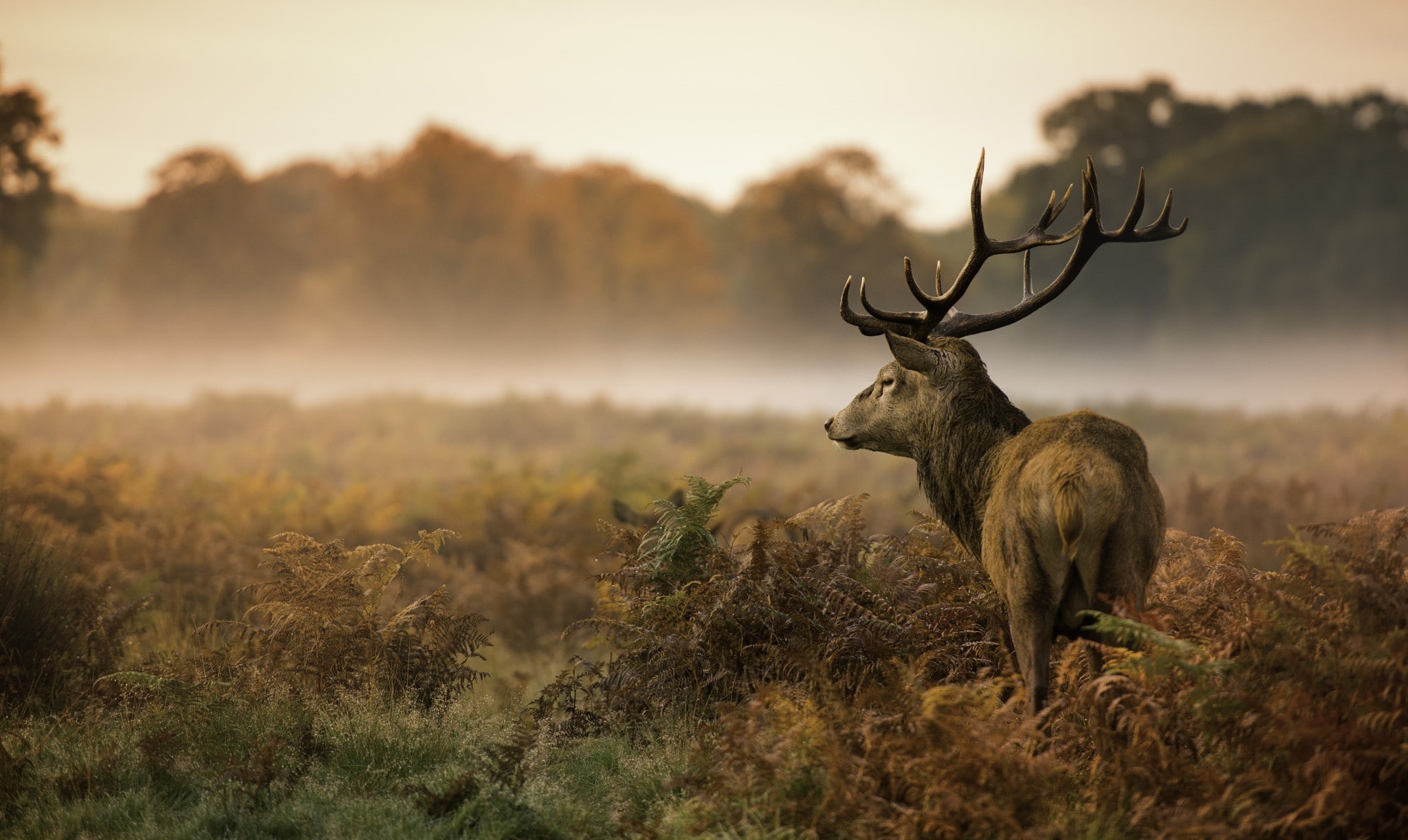 stags, mammals, landscape, animals, 1080P, HD Wallpaper