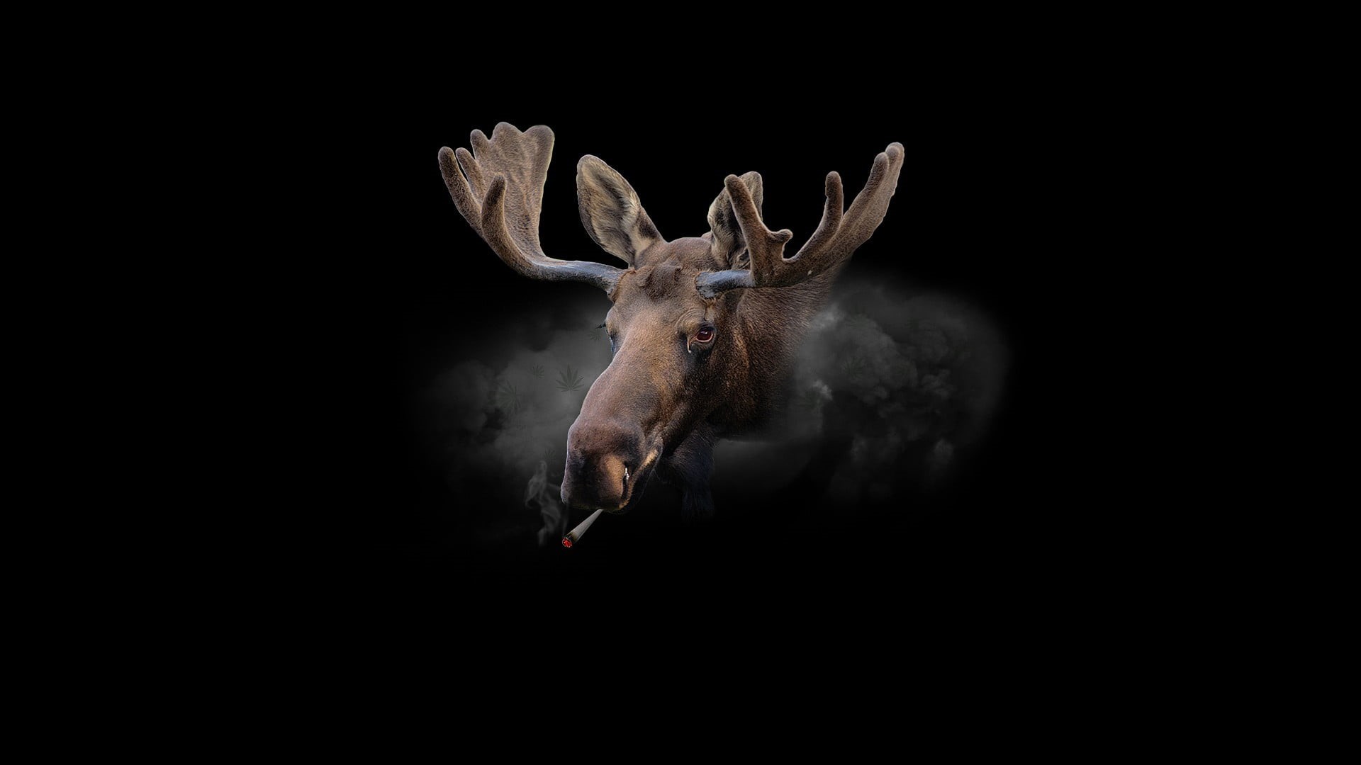 animal head, horned, sheep, wildlife, backgrounds, animal, smoking, 1080P, humor, nature, drugs, indoors, fur, hunting, deer, stag, doe, minimalism, no people, HD Wallpaper