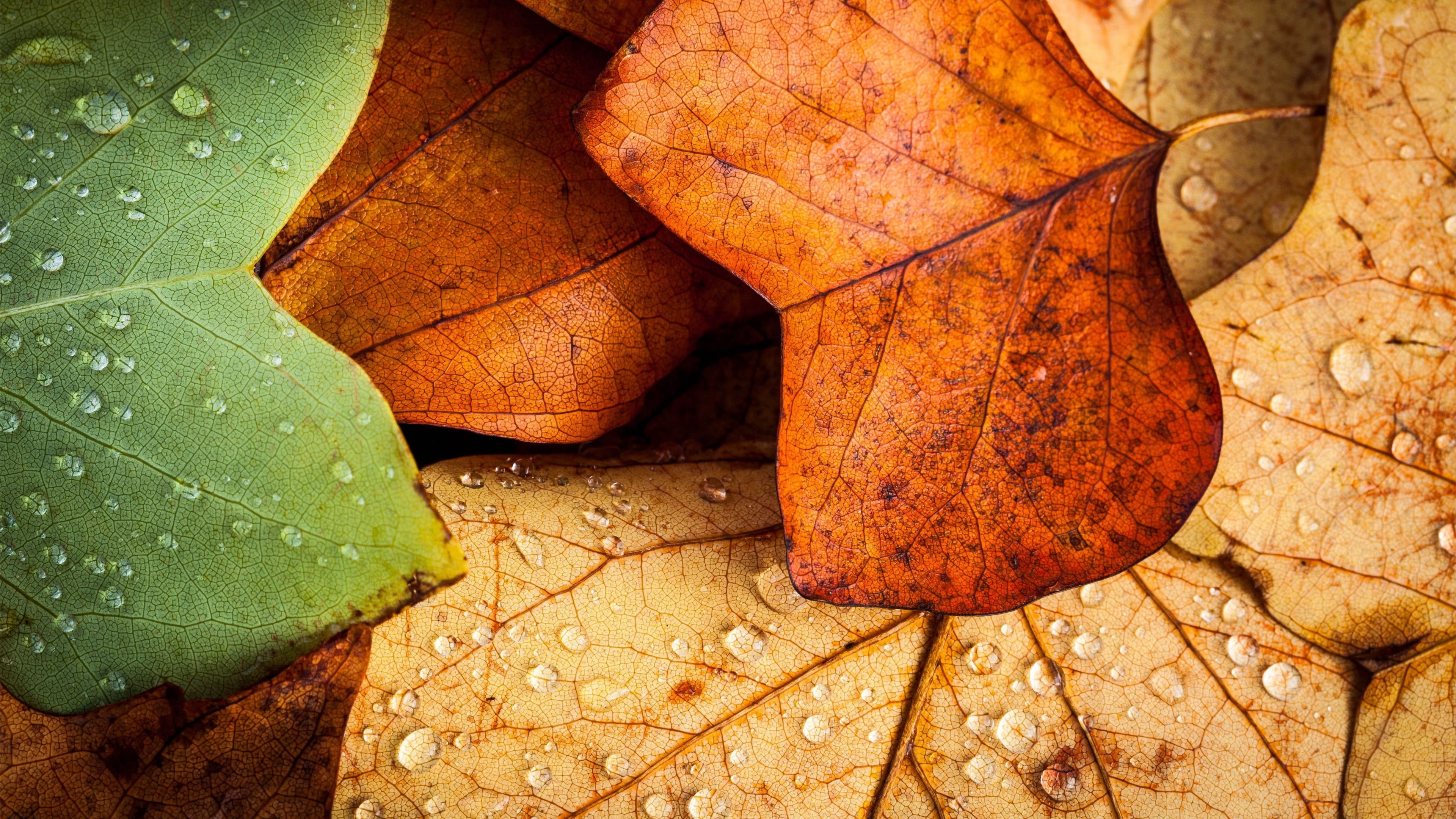 botany, wet, high angle view, weather, drop, bright, season, close-up, 4K, tree, natural condition, outdoors, rain, colors, vibrant Color, falling, no people, HD Wallpaper