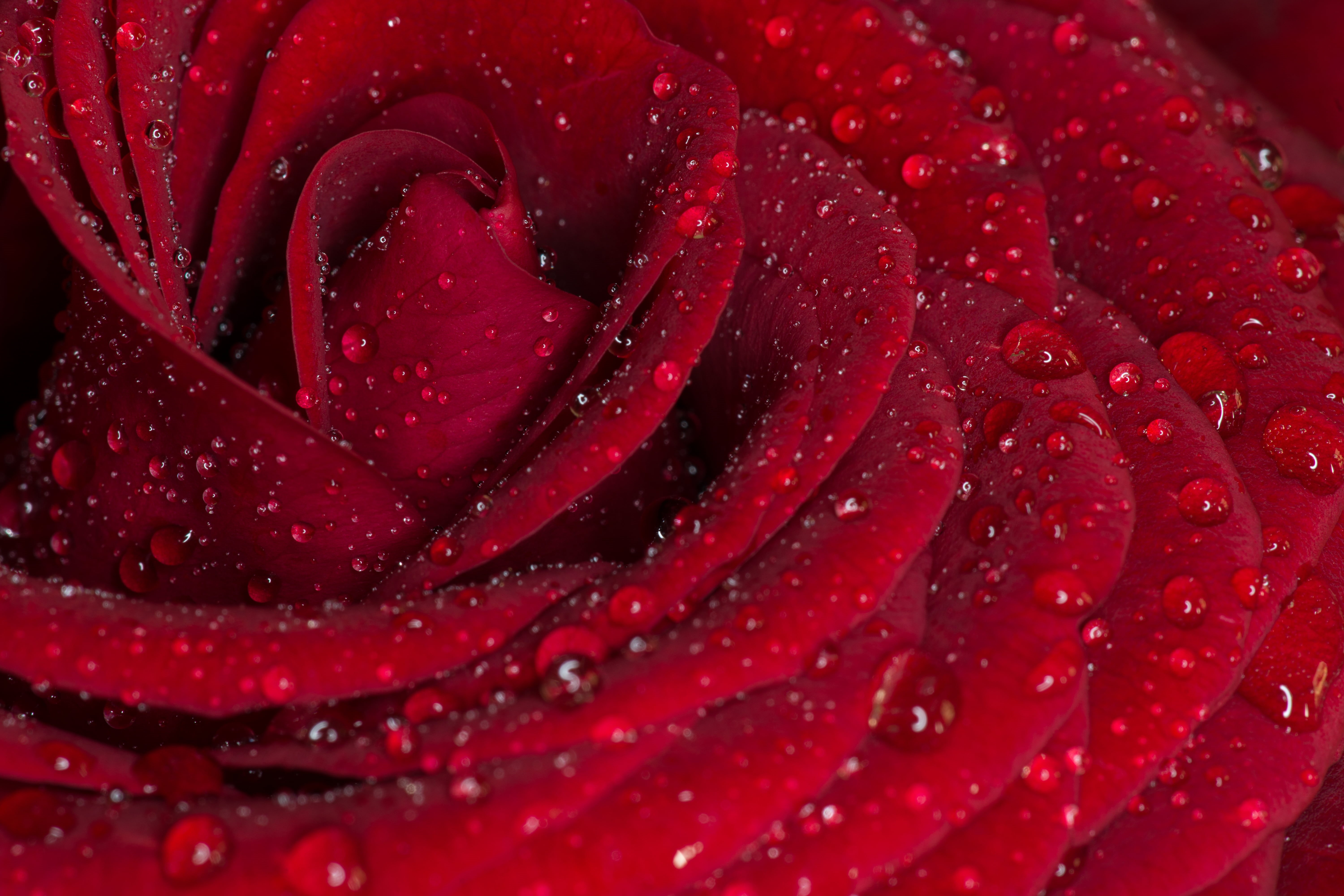 red, backgrounds, 5K, plant, rose, single Flower, photography, freshness, nature, macro, drop, water, drops, close-up, flower, Close up, beauty In Nature, HD Wallpaper