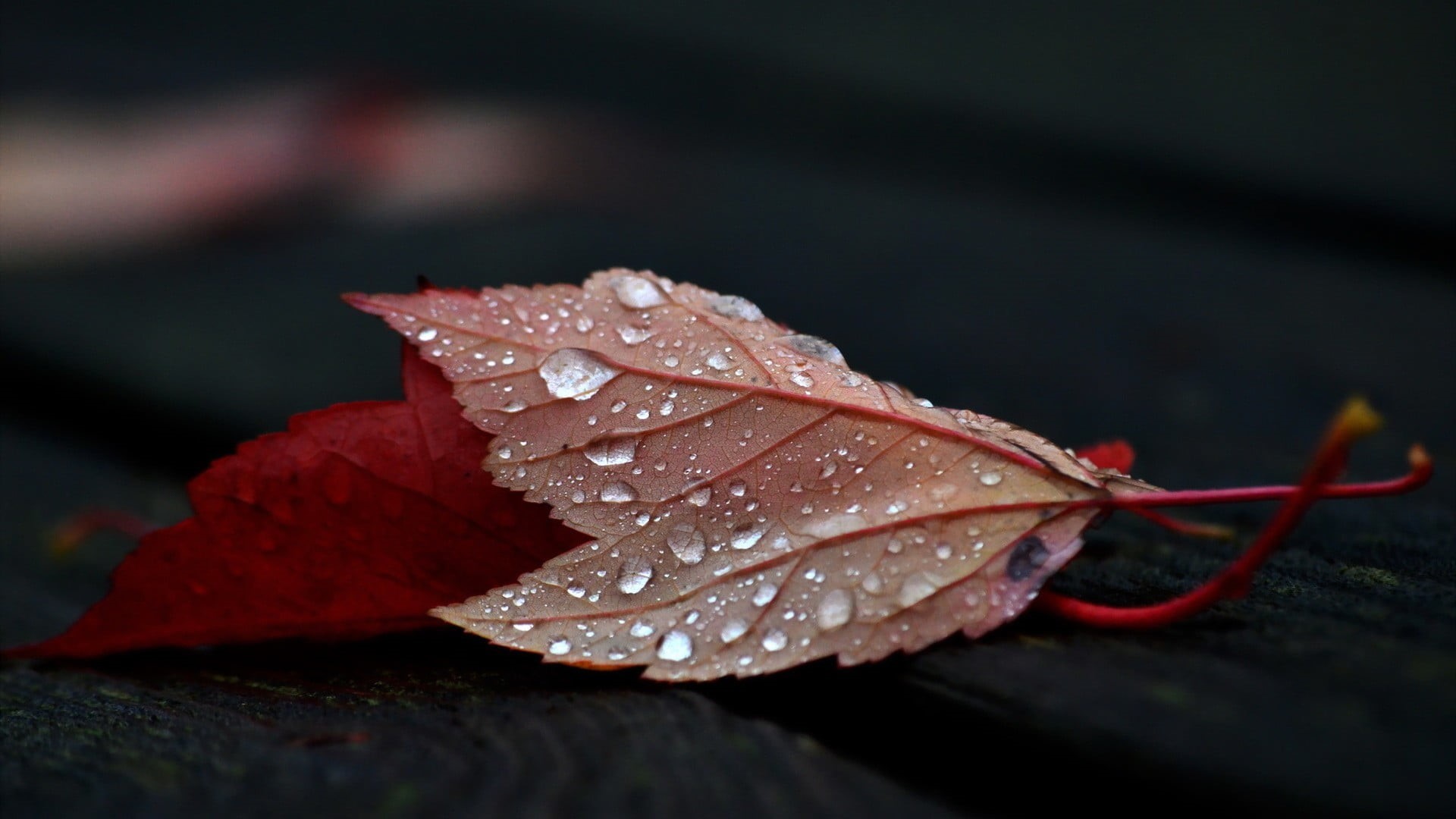 freshness, vibrant Color, drop, raindrop, water, fall, dew, nature, tree, growth, november, autumn, photo, flower, rain, macro, fragility, focus on foreground, HD Wallpaper