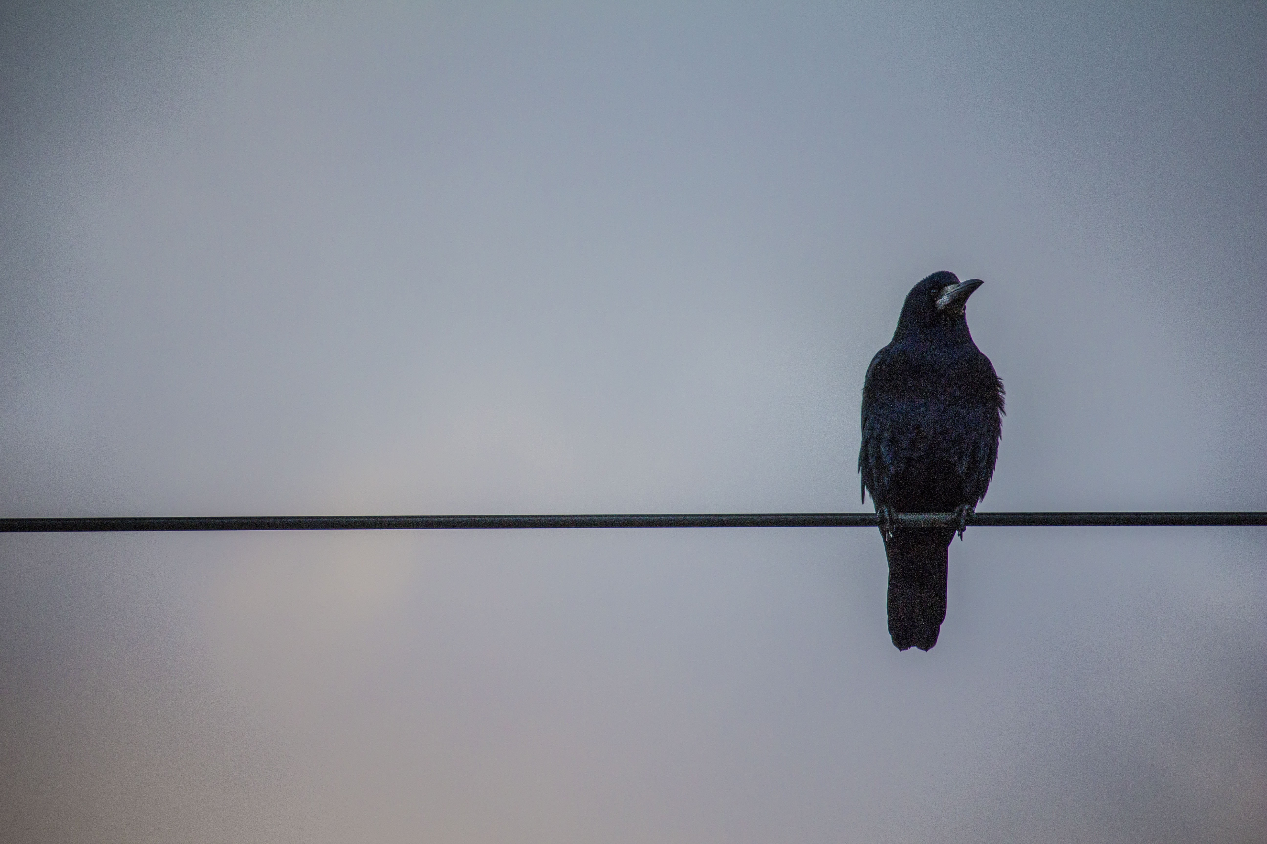 feather, gray, animal wildlife, beak, pigeon, branch, sky, black, full length, outdoors, crows, copy space, sitting, no people, animals in the wild, HD Wallpaper