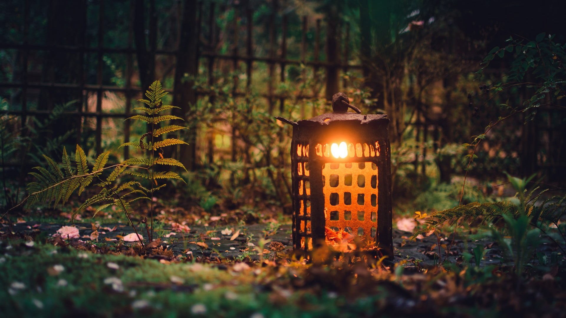 focus on foreground, night, garden, light - Natural Phenomenon, macro, no People, yellow, fence, evil, plant part, landscape, autumn, halloween, natural light, HD Wallpaper