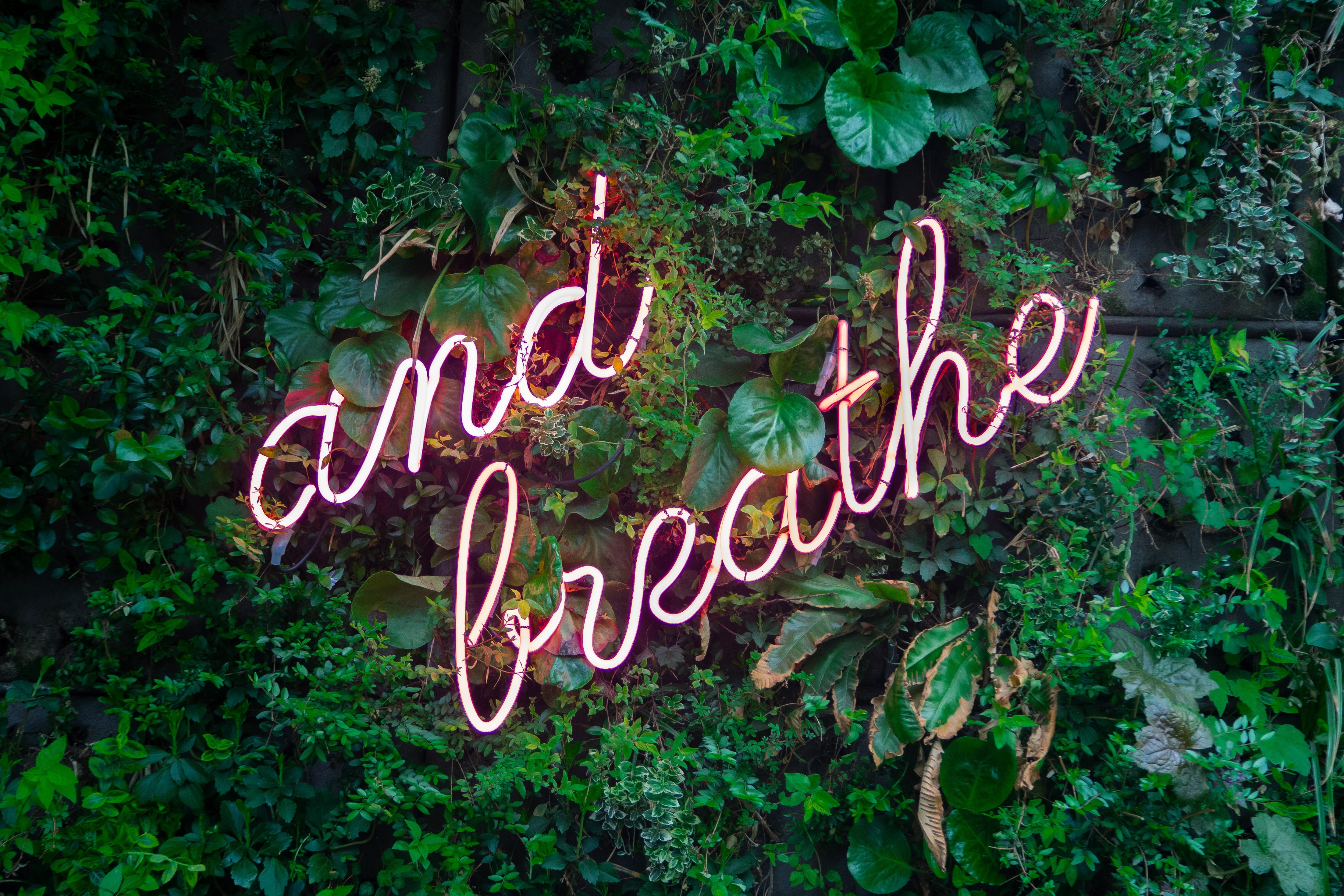 relax, message, typography, words, growth, sign, design, western script, breathe, illuminated, pink, text, neon, information sign, nature, calm, wall, leaf, HD Wallpaper