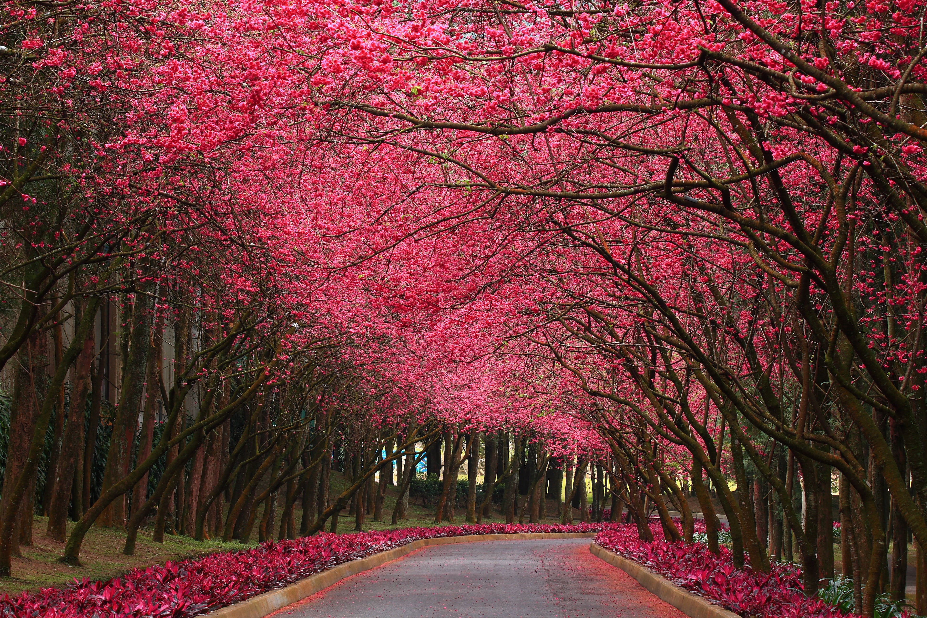 flower, no people, pink color, park, tree, growth, beauty in nature, plant, tree trunk, road, the way forward, transportation, pink, street, Nature, treelined, HD Wallpaper