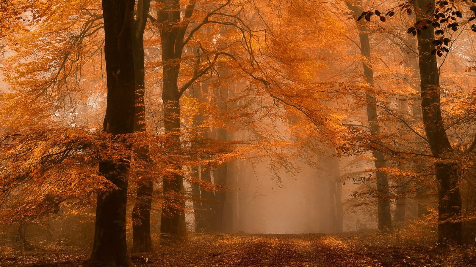 tranquil scene, orange color, scenics - nature, plant, path, trunk, outdoors, plant part, change, autumn collection, land, 720P, morning, leaves, woodland, HD Wallpaper