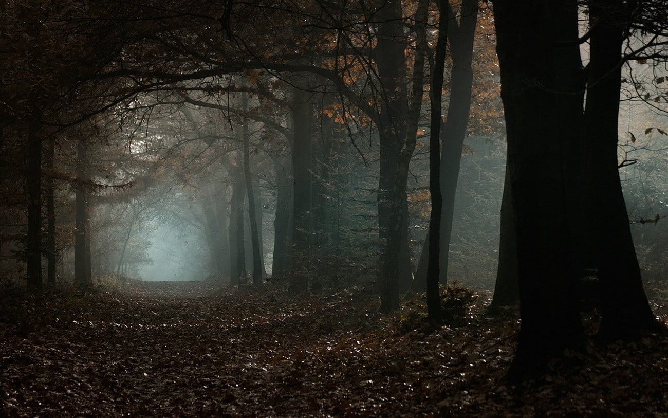 remote, magic, fairy, forest, nature, dark, light - Natural Phenomenon, october, footpath, brown, horror, landscape, fall, leaves, mystery, tranquil Scene, HD Wallpaper