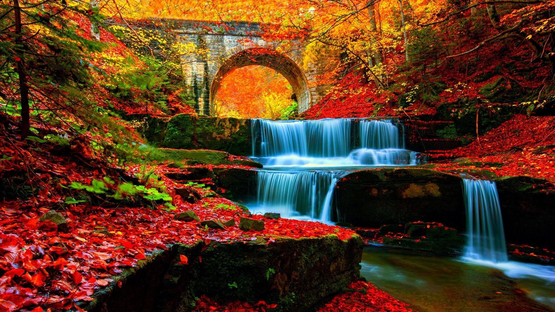 bridge, beauty in nature, river, leaves, landscape, tree, scenics - nature, long exposure, forest, environment, stream, no people, 1080P, tranquility, HD Wallpaper