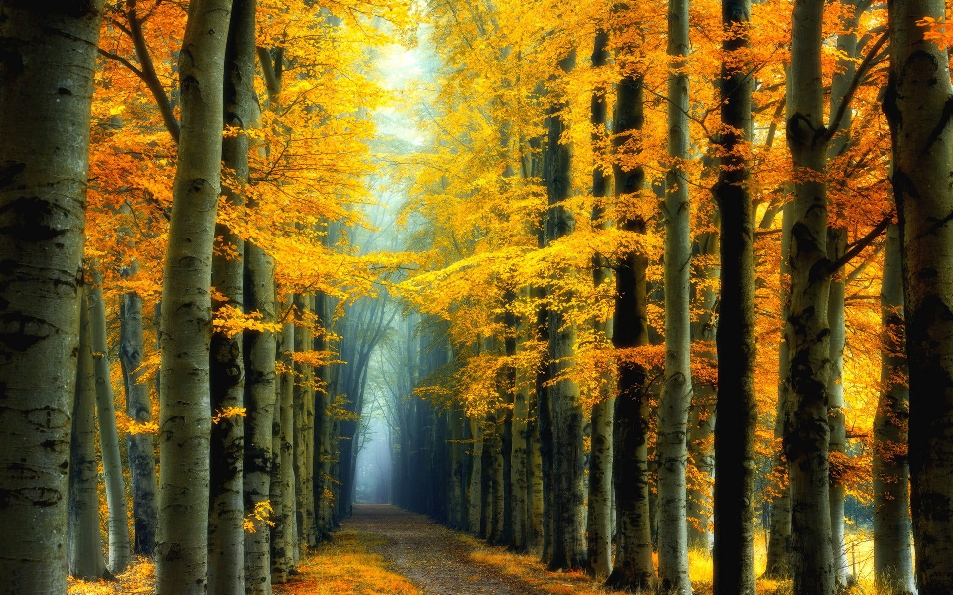 trees, outdoors, non-urban scene, 1080P, tranquil scene, change, land, trunk, leaves, fairy tale, idyllic, yellow, road, mist, tree, landscape, streaming, HD Wallpaper
