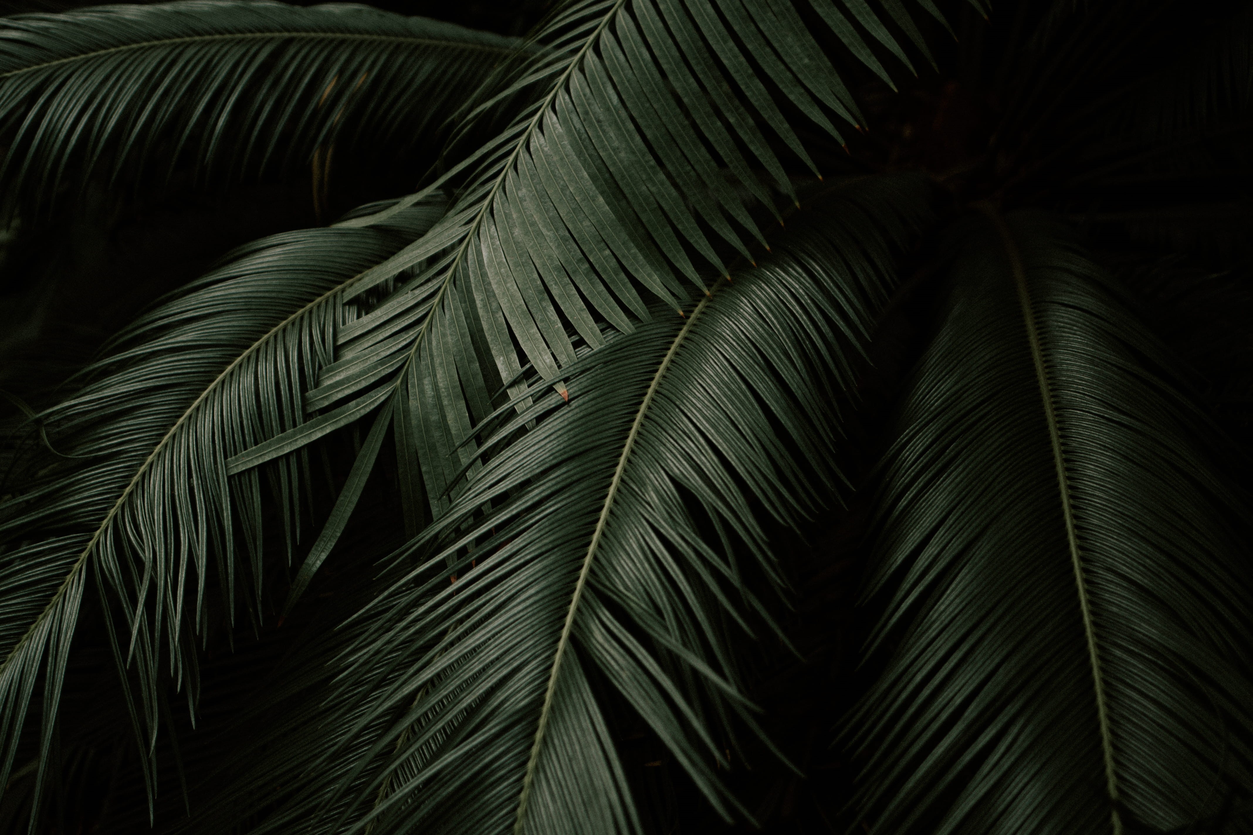 forest, plant, botany, dark, tropical, palm Tree, no People, nature, branch, coconut Palm Tree, beauty In Nature, fern, tropical plant, environment, exotic, HD Wallpaper
