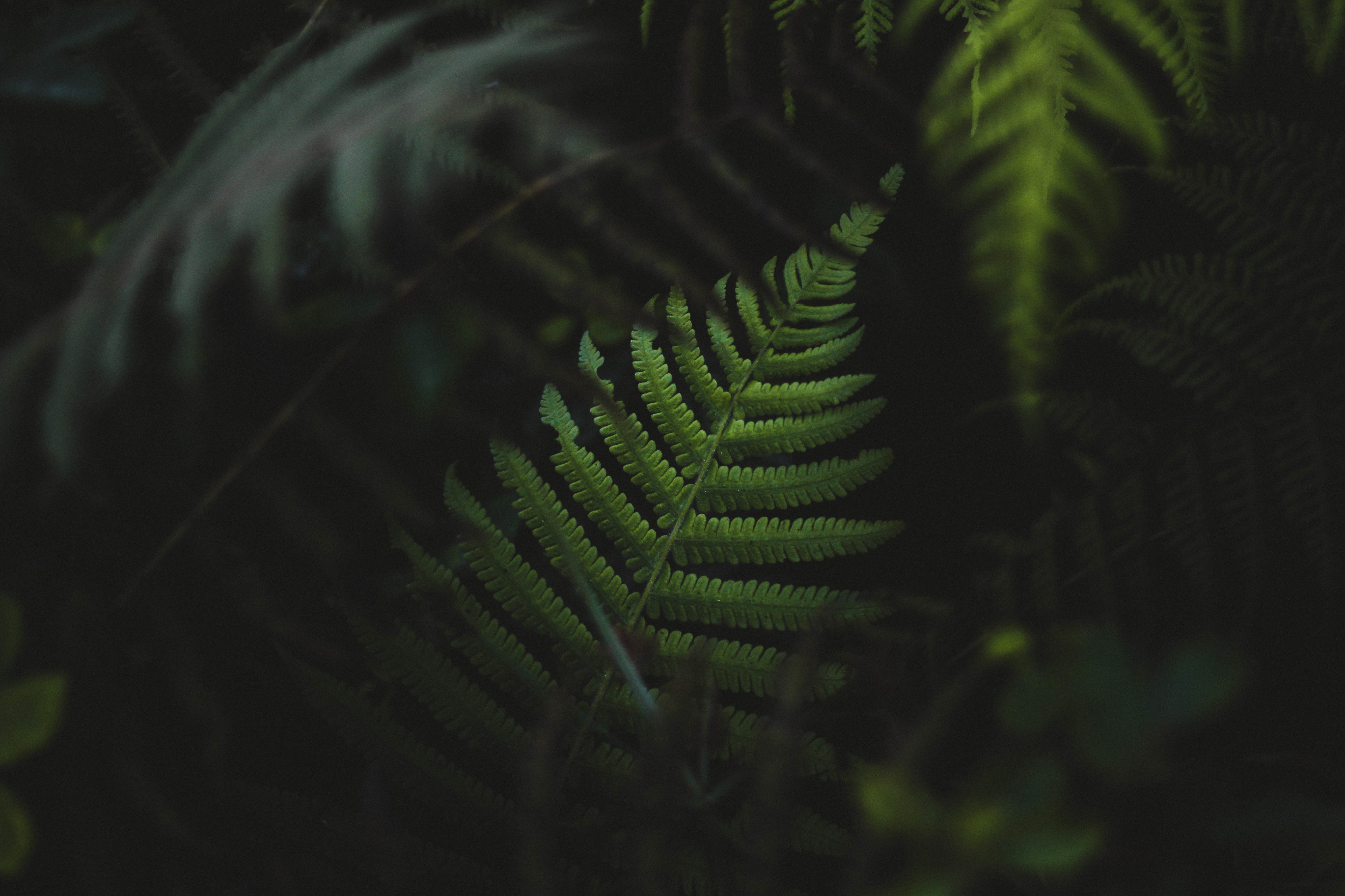 fern, day, palm leaf, nature, tranquility, bush, pattern, plant part, green Color, tree, 5K, depth of field, environment, natural pattern, botany, branch, HD Wallpaper