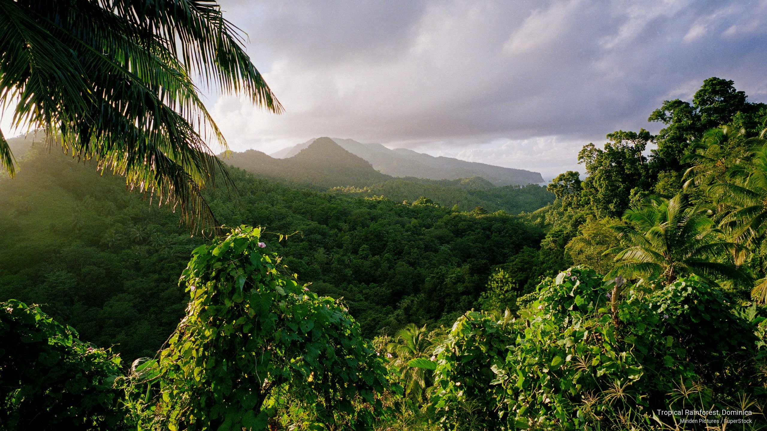 2K, tropical, Islands, rainforest, dominica, HD Wallpaper