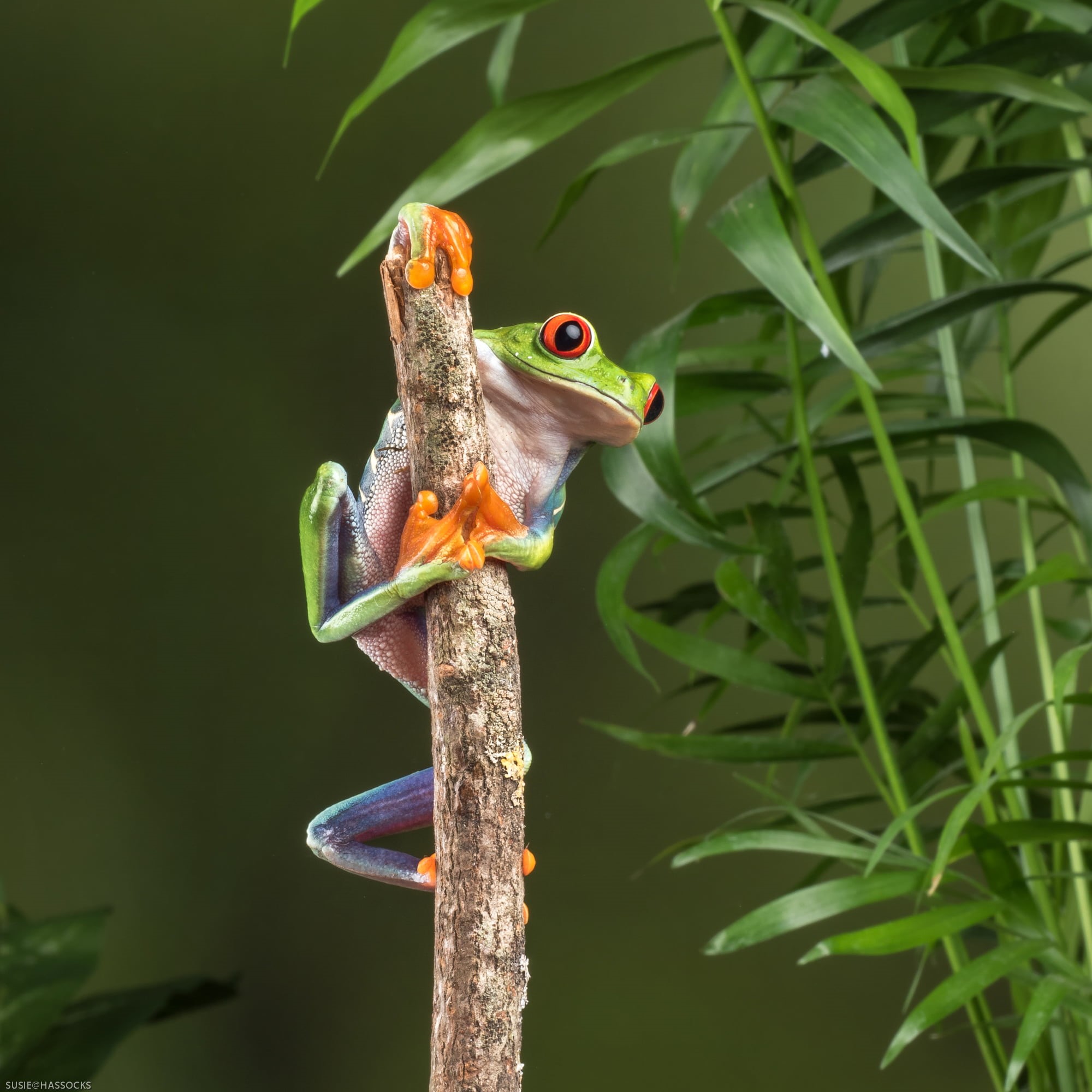 Explored, dancing frog, Red eyed tree frog, MFT, wood, green frog, brown, green Color, macro, branch, 60mm, brown wood, Square, green, Studio, wildlife, Phone HD Wallpaper