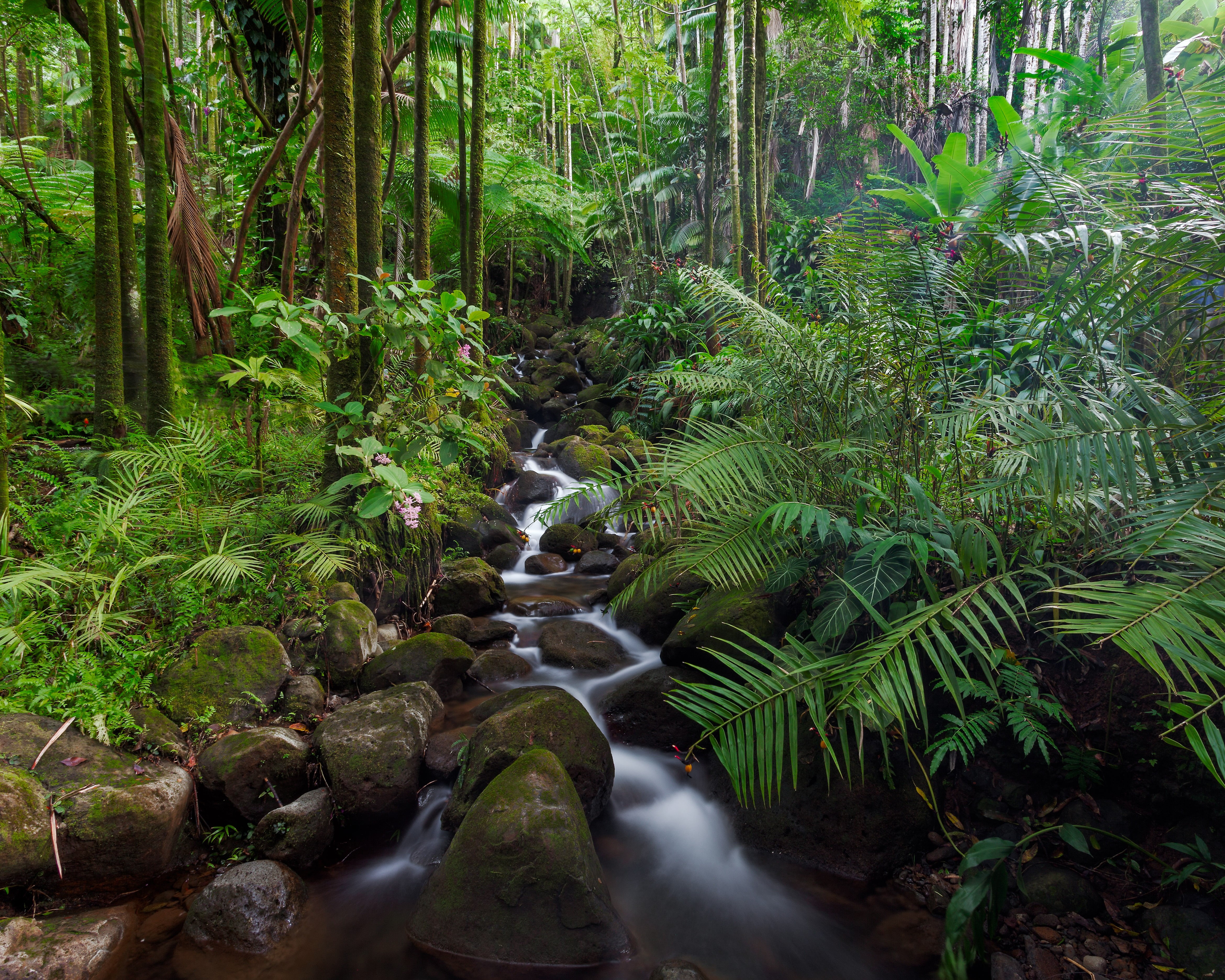 landscape, tropical Climate, Hamakua Coast, water, wooden, trees, green, body, forest, scenics, rainforest, daytime, green plants, nature, plants, fern, HD Wallpaper