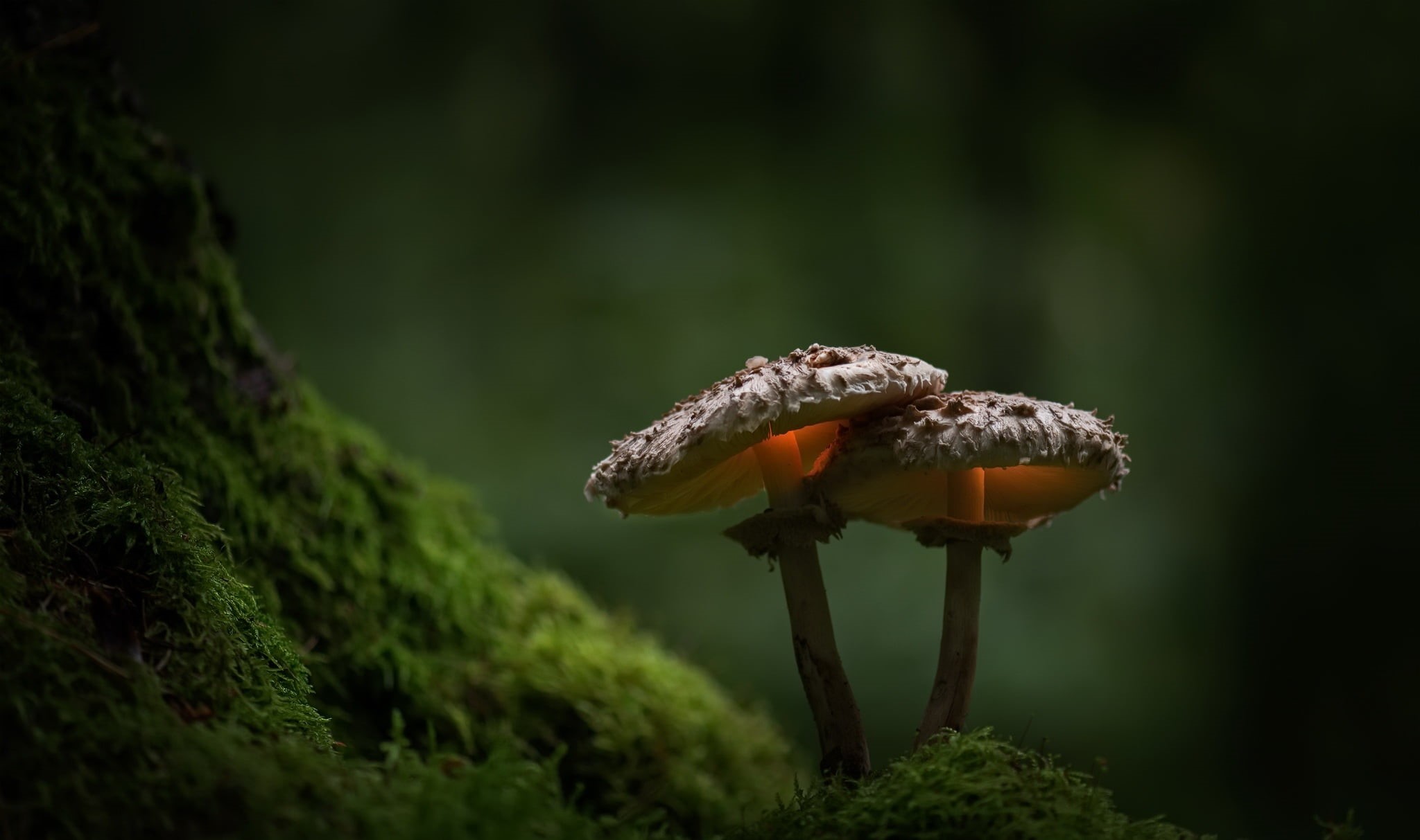 edible mushroom, depth of field, fragility, moss, brown, no people, freshness, plant, mushrooms, plants, land, green color, green, day, close-up, fungus, HD Wallpaper